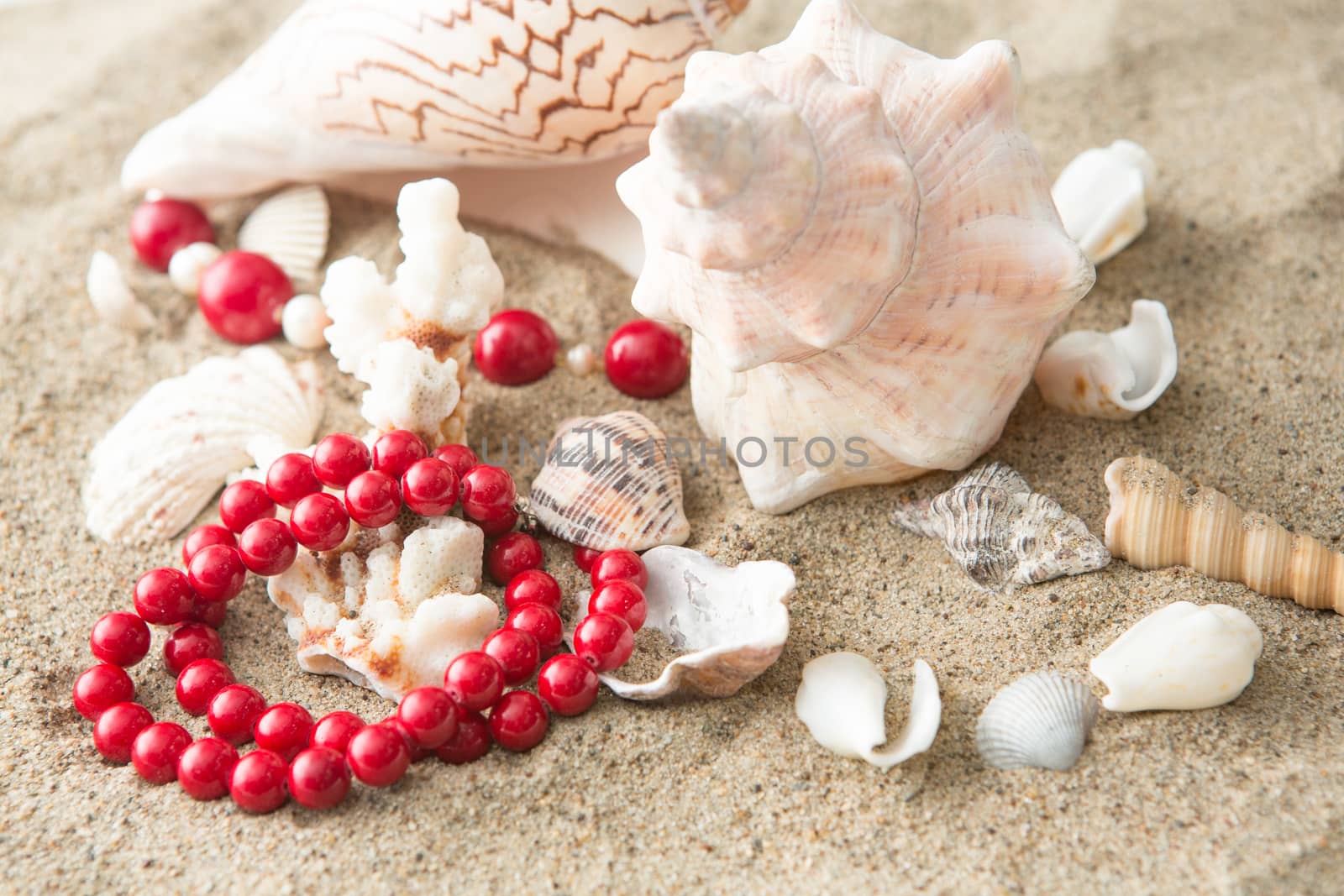 seashells and red necklace on sand at the beach