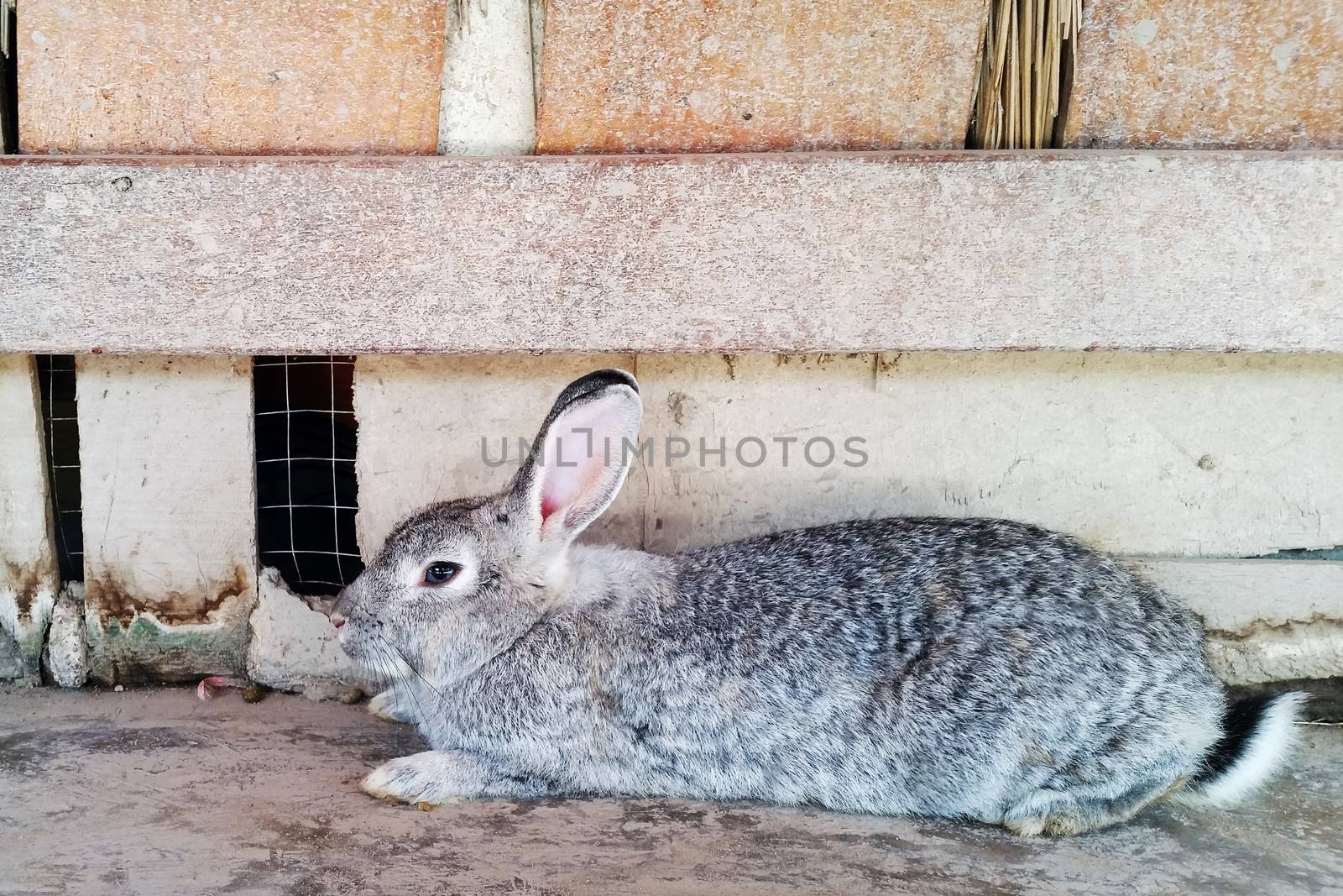 big grey rabbit sitting on the floor close to the wooden wall