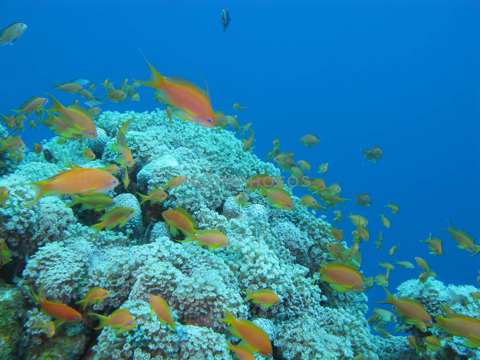 coral reef with soft coral Sessile Xenia and exotic fishes Anthias in tropical sea, underwater