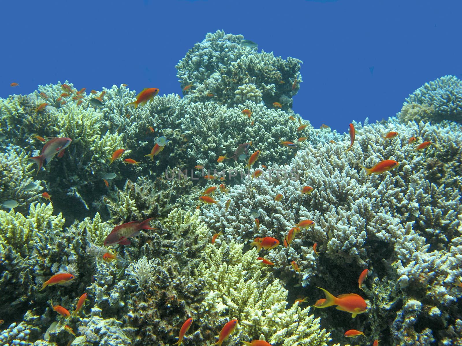 colorful coral reef with shoal of fishes scalefin anthias in tropical sea by mychadre77