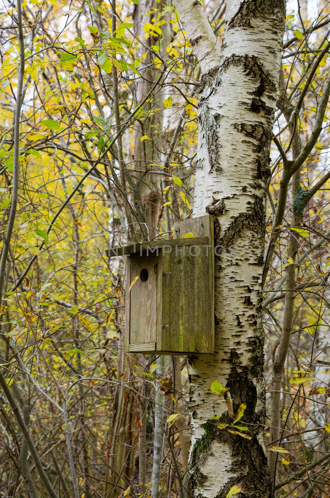 one birdhouse up in the tree in the forrest when its autumn