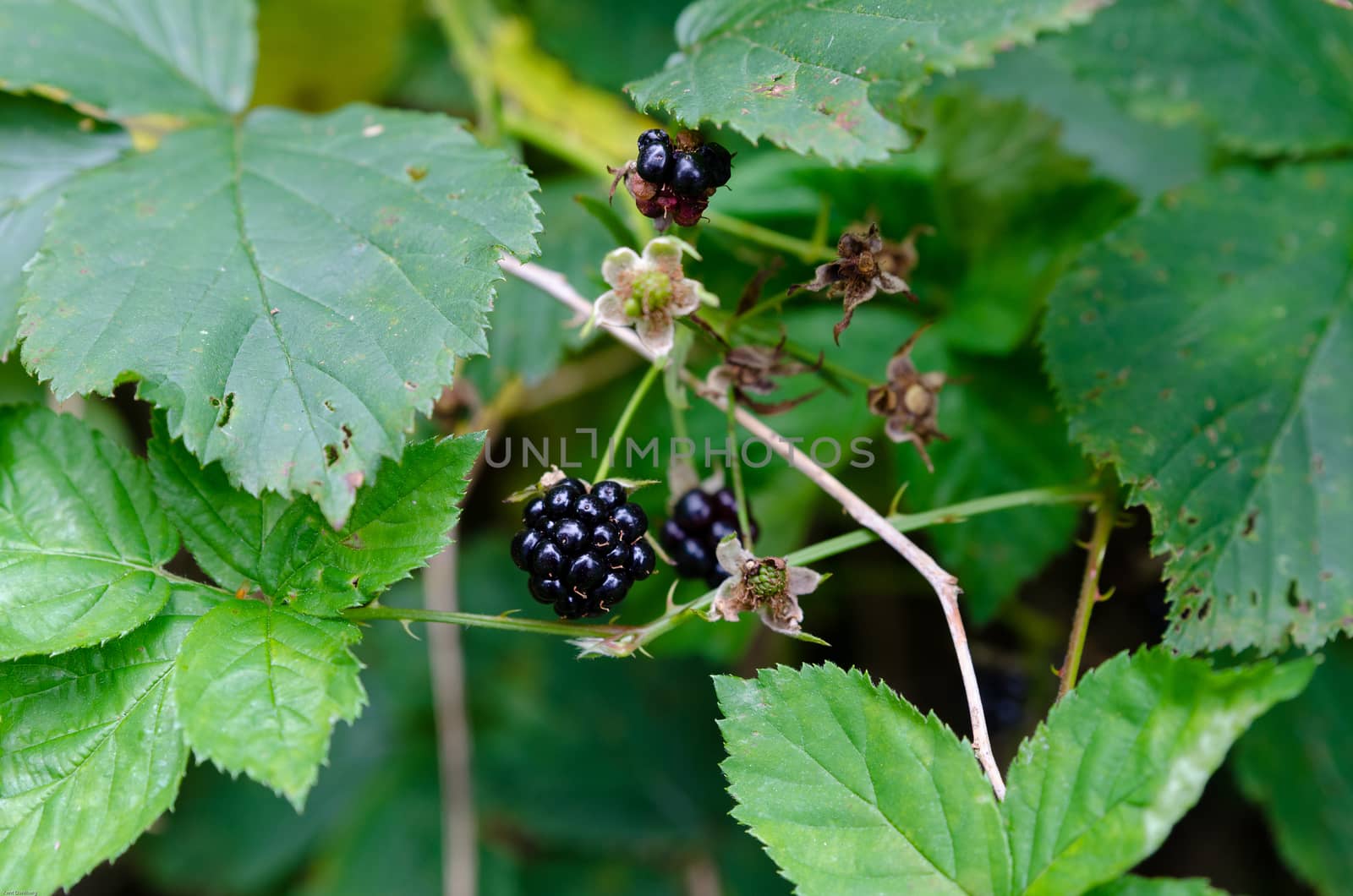 Blackberry on a bush with green leaf