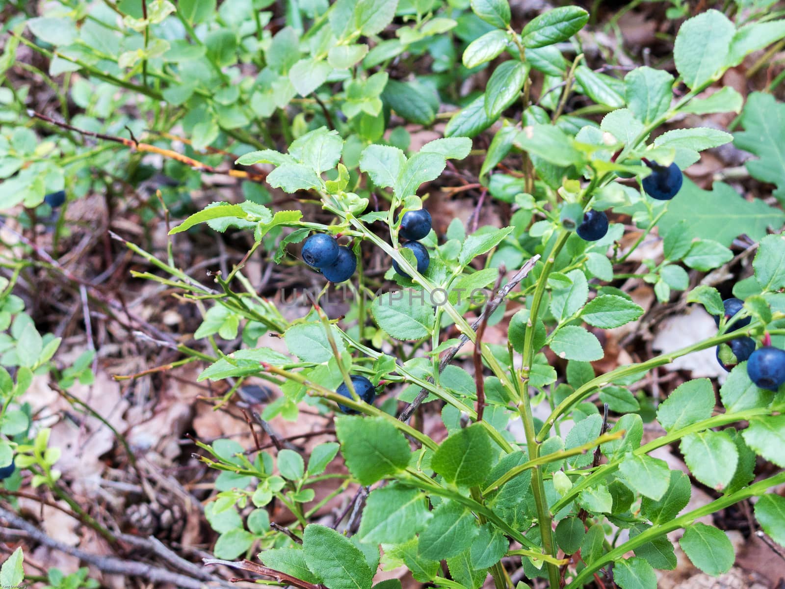 many blueberry in the forest today