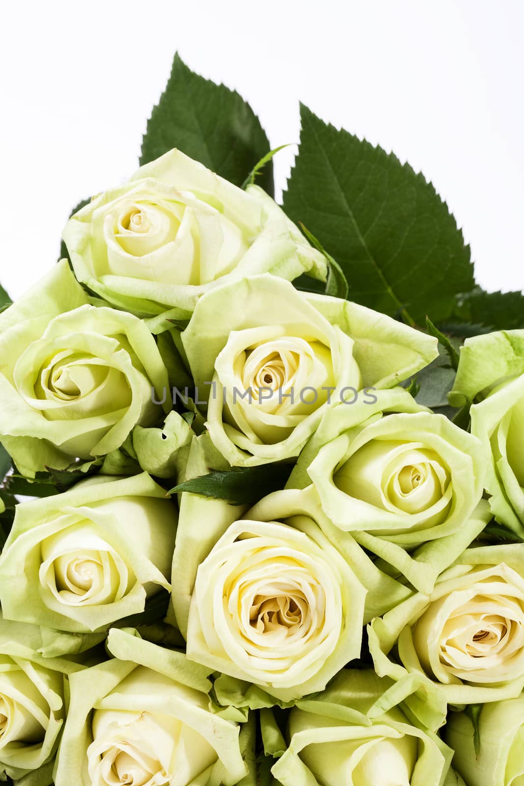 bouquet of white-green rosses on white background by mychadre77
