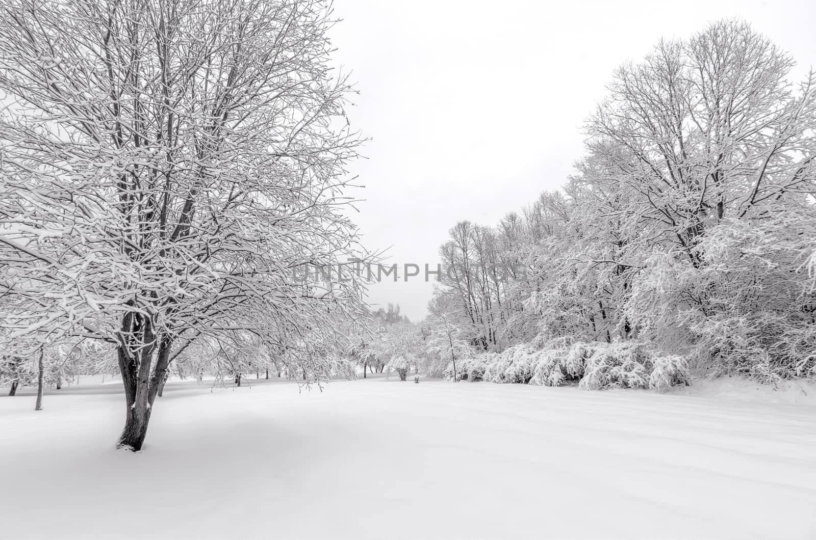 Winter with snow on trees by praethip