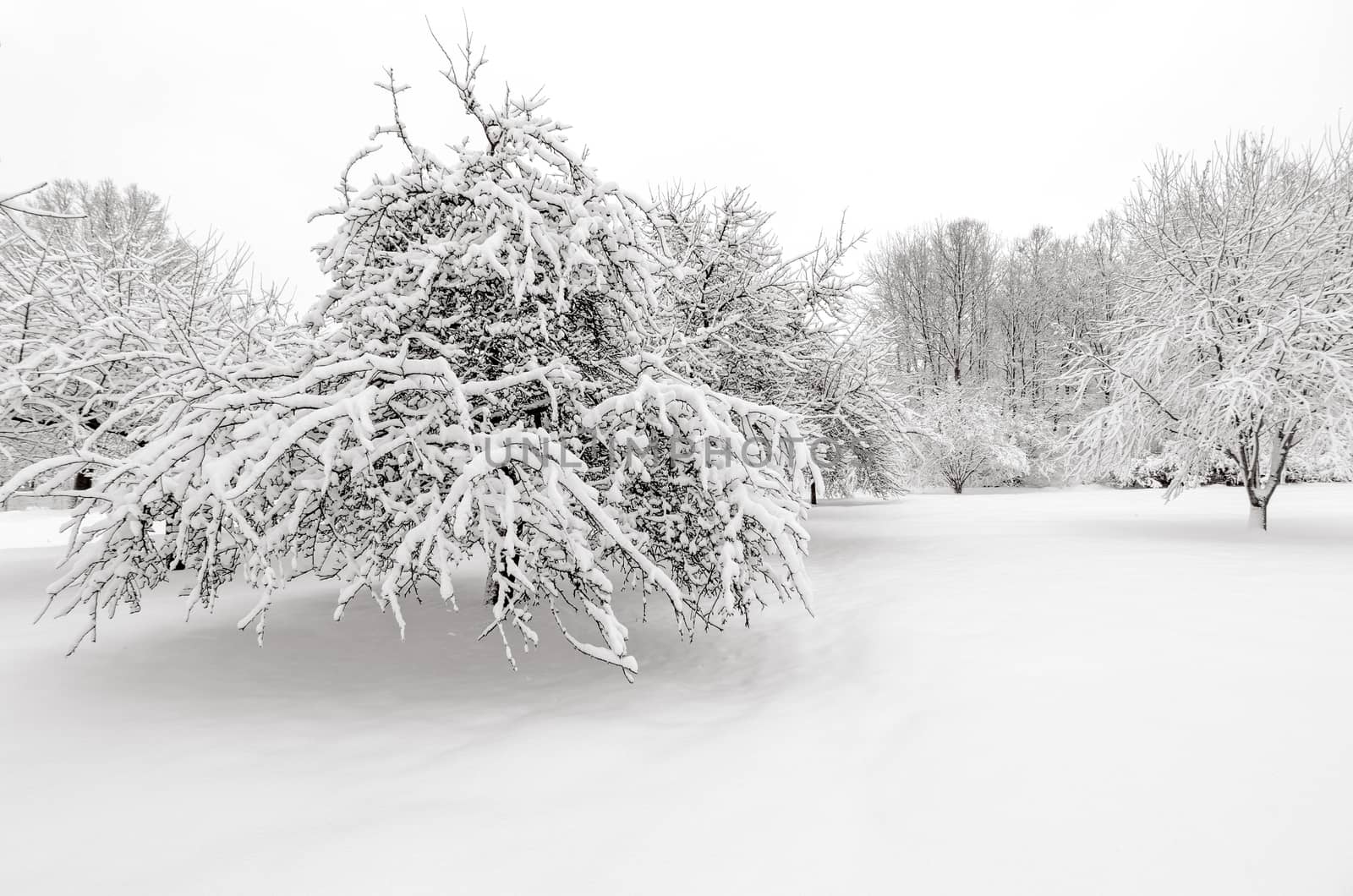 Winter, apple trees with snow after snowfall