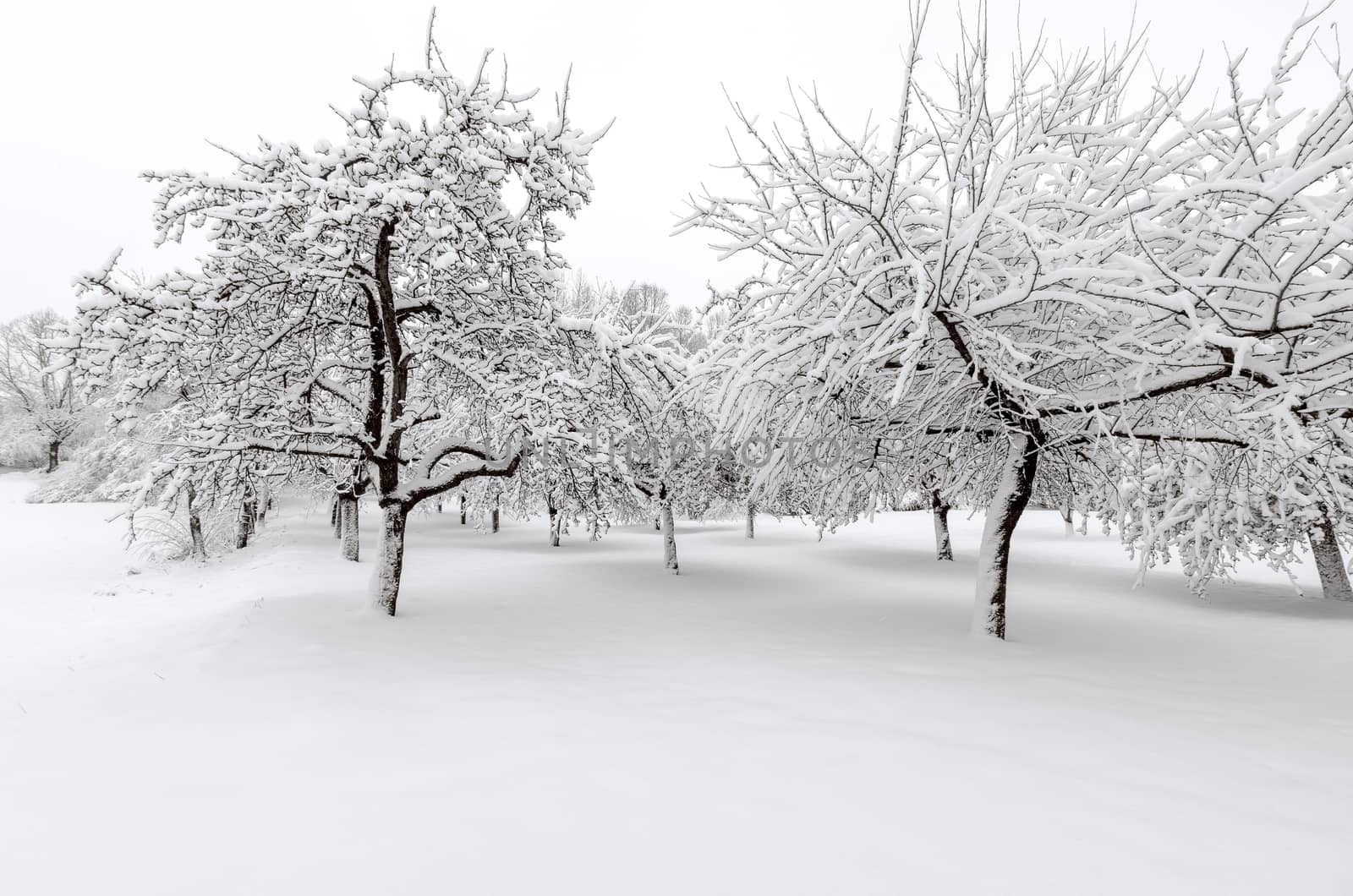 Winter, apple trees with snow after snowfall