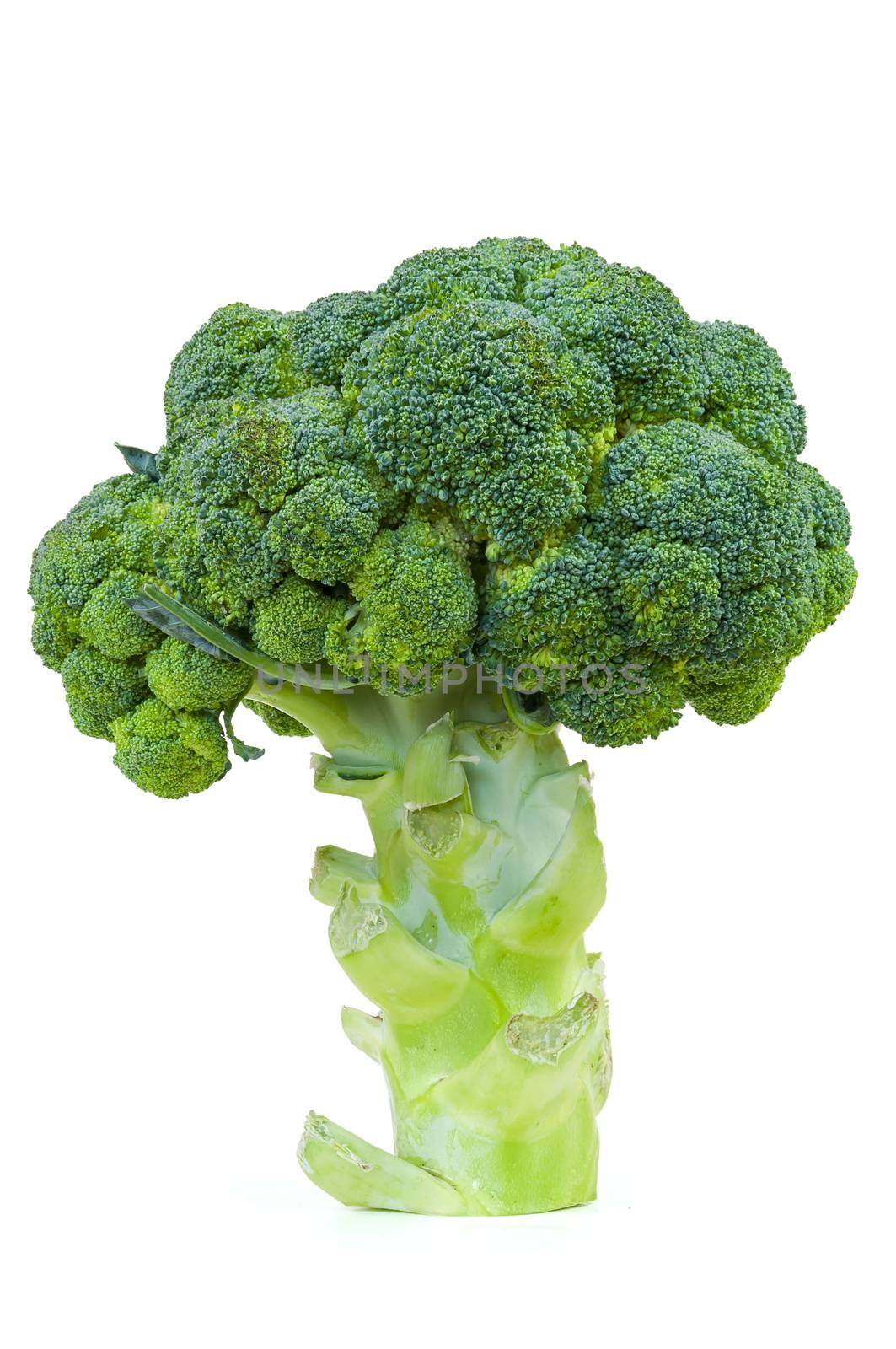 Broccoli cut out on white background by mkos83