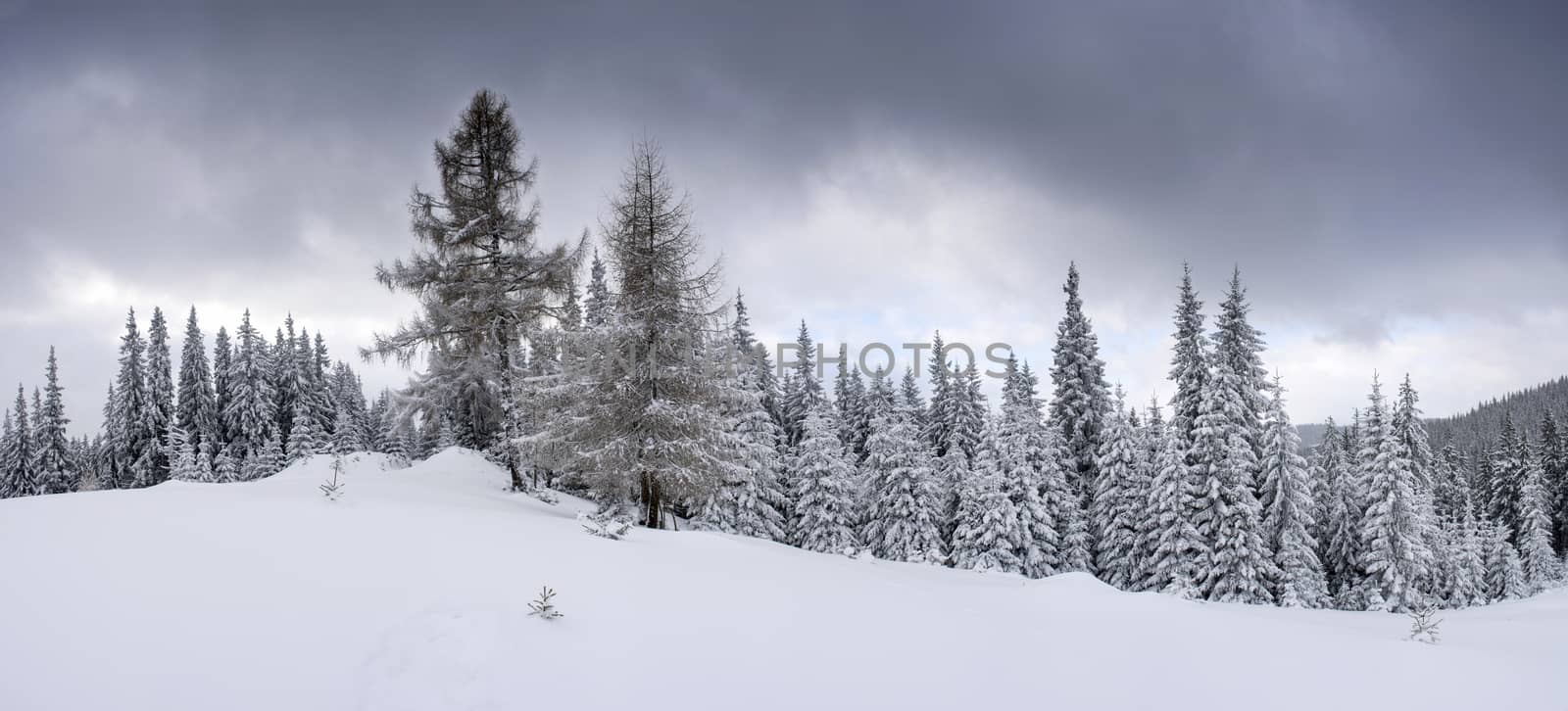 Frozen winter forest in the fog. Carpathian, Ukraine by dolnikow