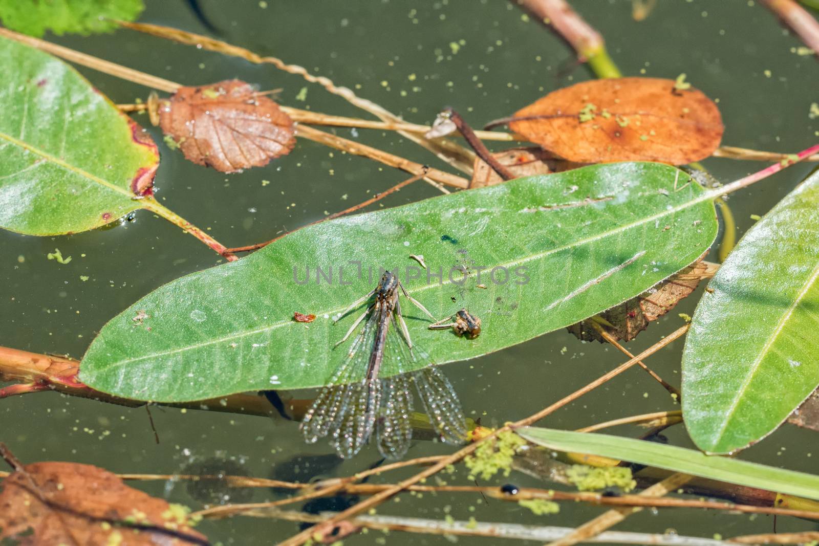 Deadly dragonfly on a green leaf