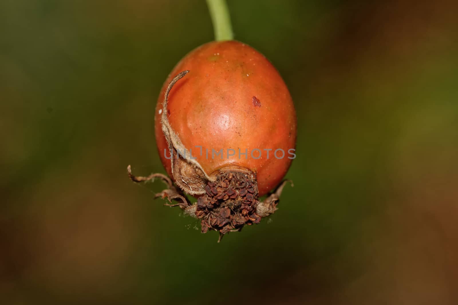Ripe red rose hips on a dark blurred background