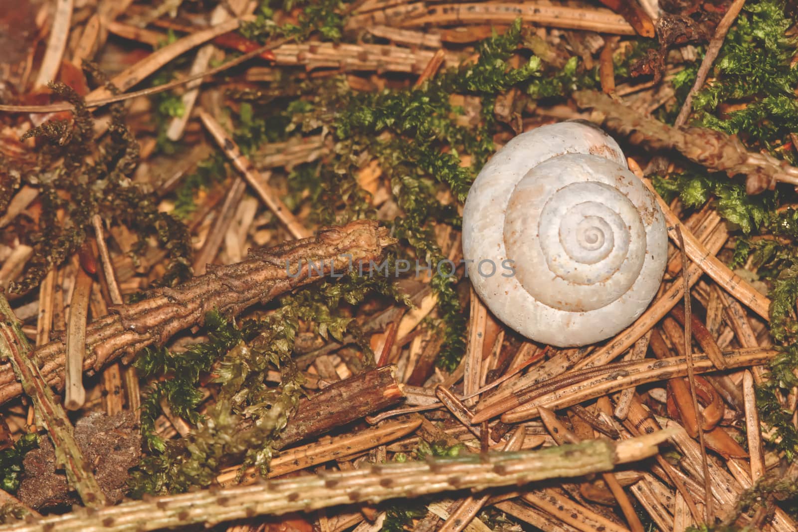 Grey snail conch on the brown pine needles