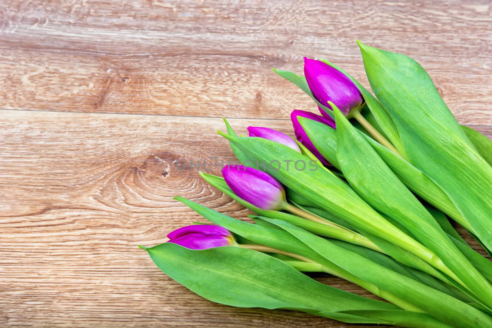 Violet tulips on a brown wooden background