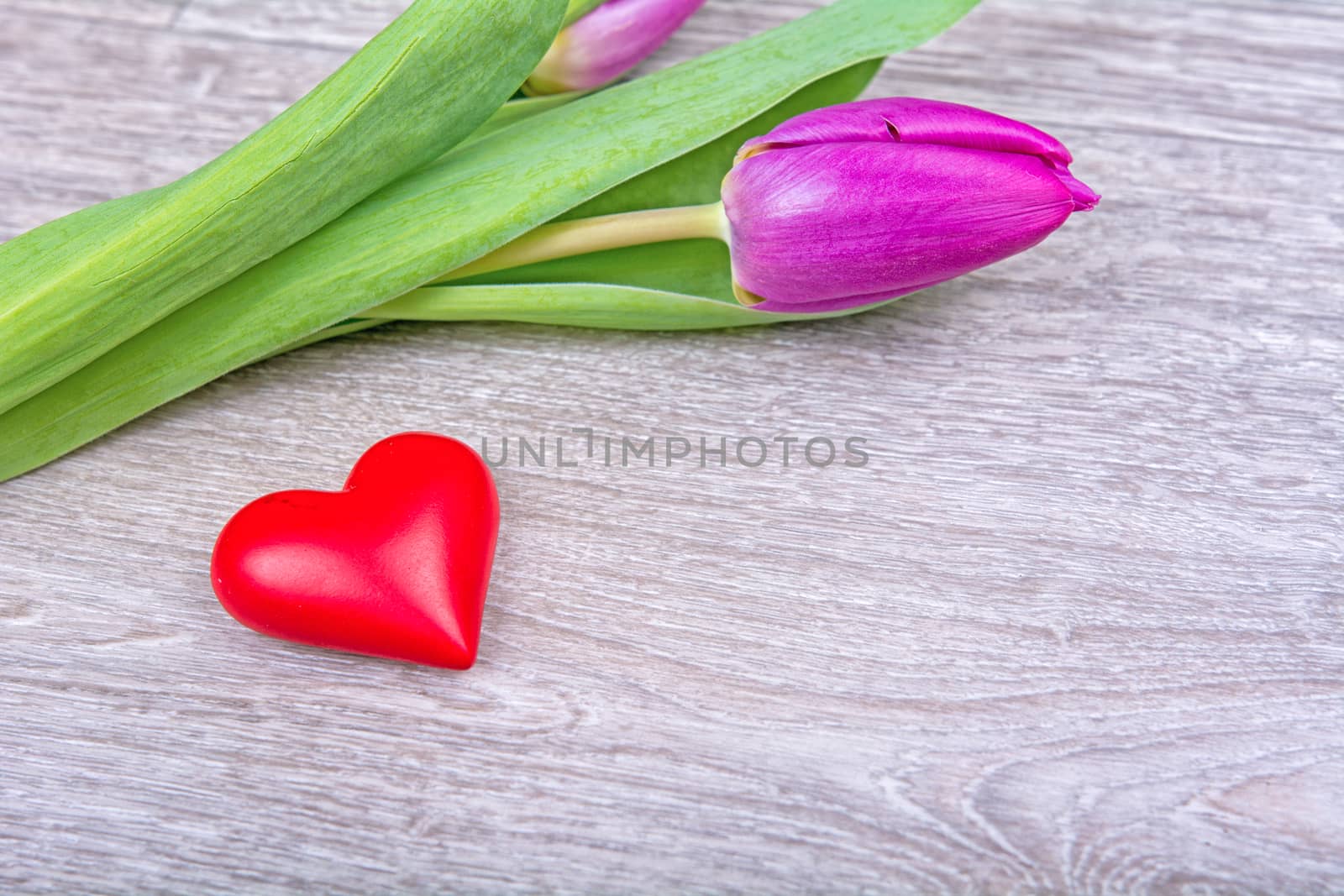 Violet tulip and red heart on a wooden background