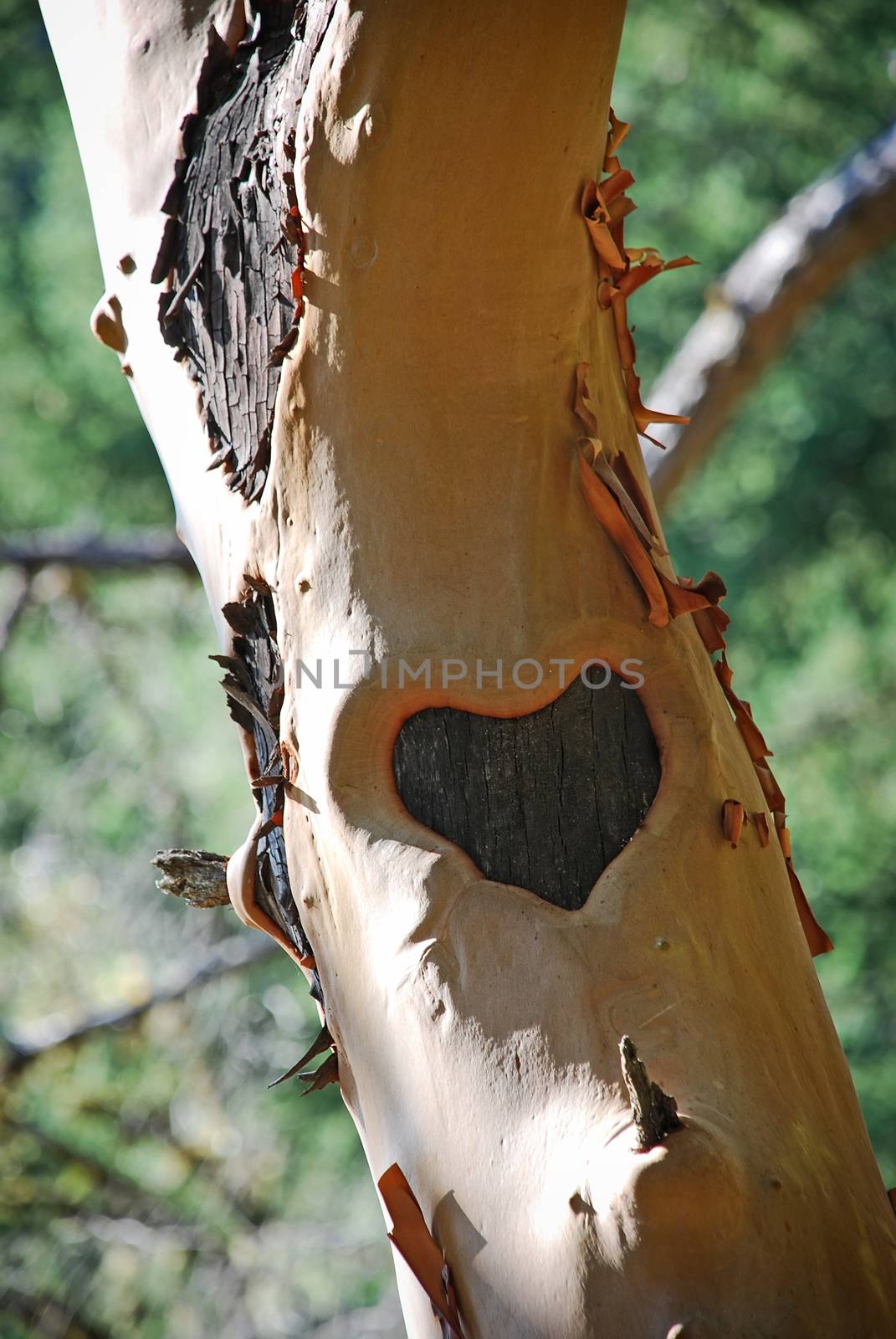 Dark heart carved on manzanita tree trunk. Manzanita has reddish color.