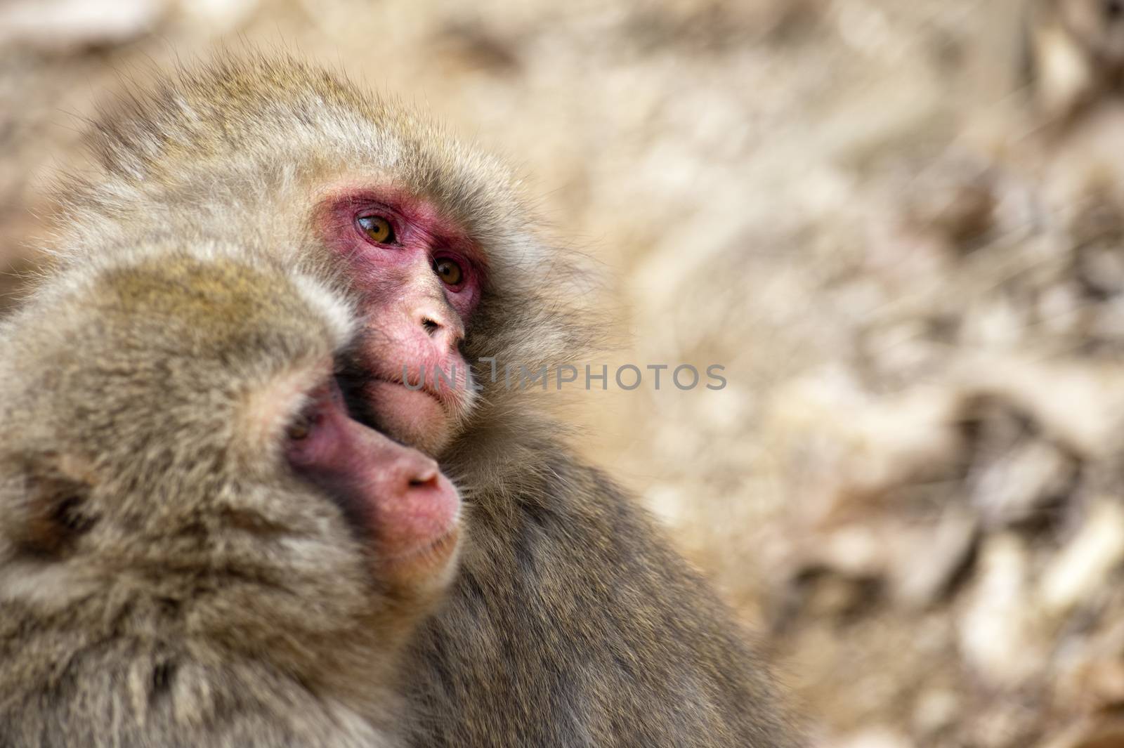 Pair of little monkeys in park by stockarch