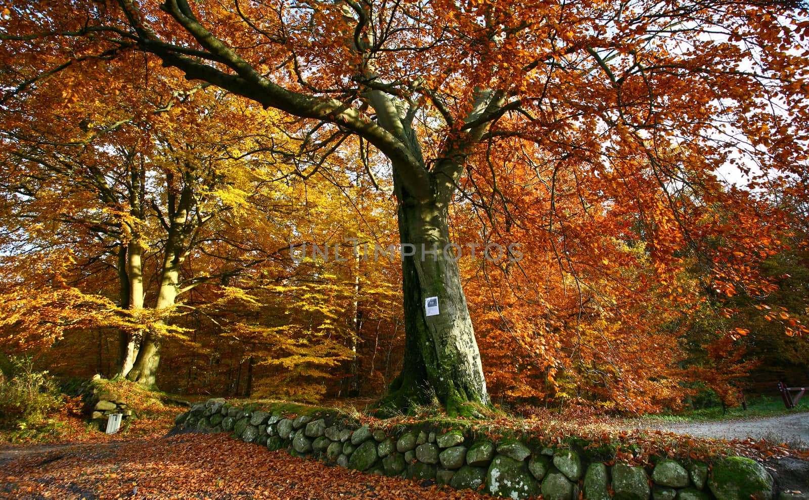 Ravnsholt Skov forest in  Alleroed - Denmark in autumn