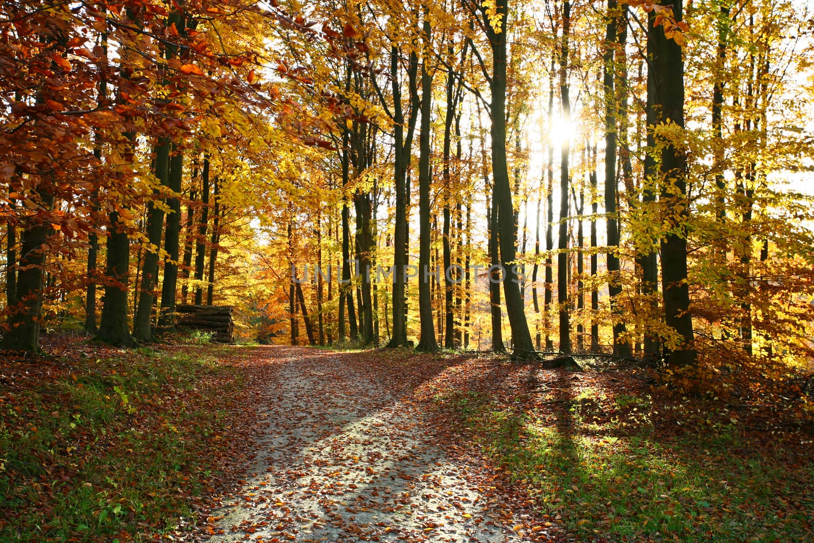 Ravnsholt Skov forest in  Alleroed - Denmark in autumn