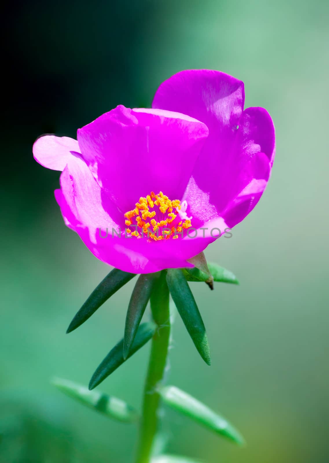 Common Purslane flower in the garden