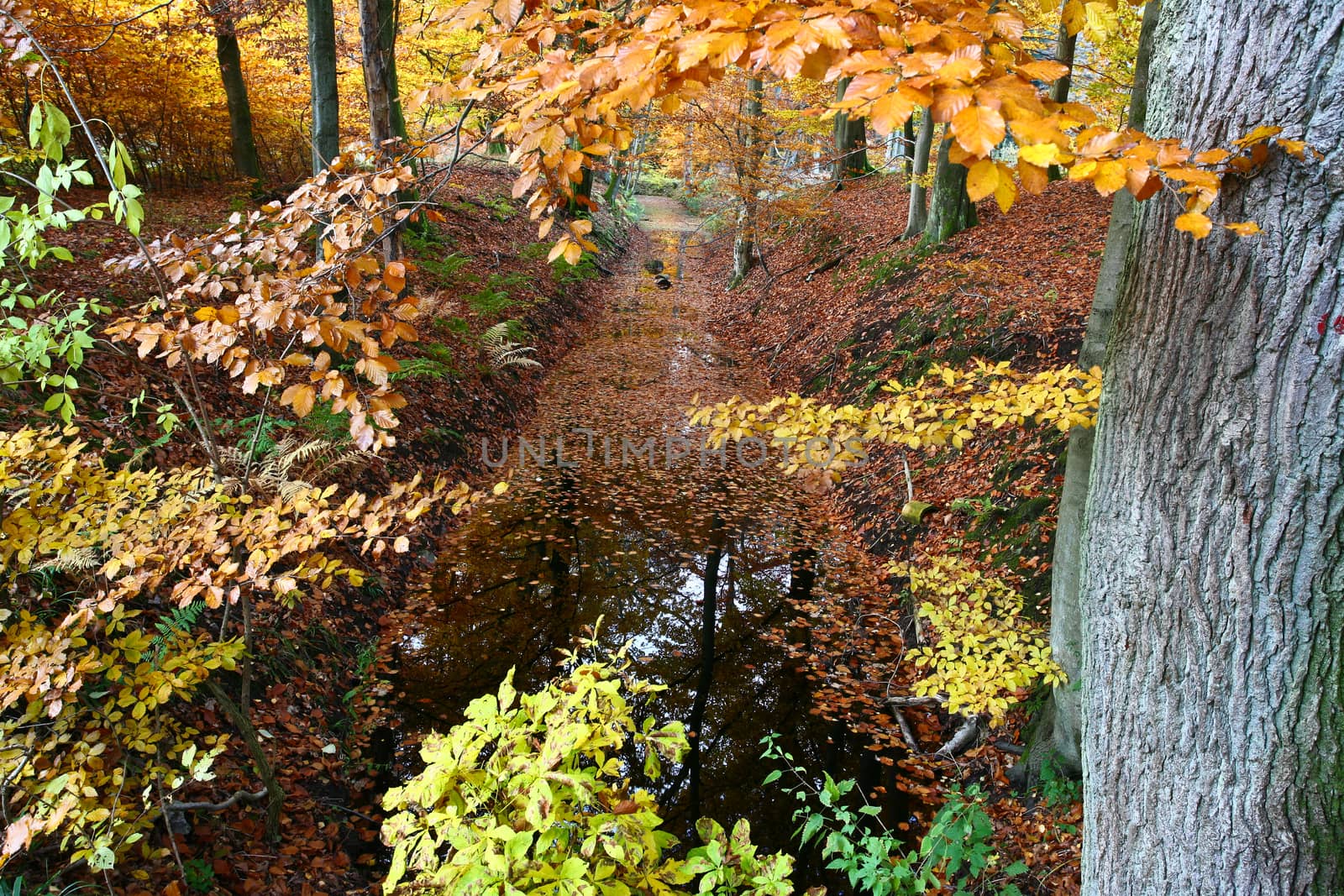 Ravnsholt Skov forest in  Alleroed - Denmark in autumn