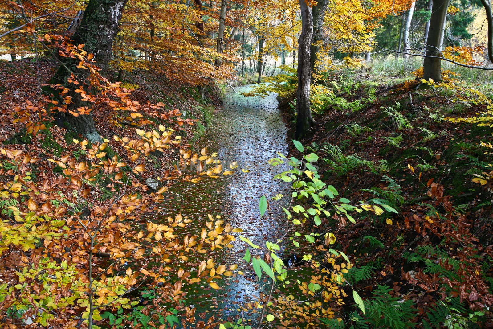 Ravnsholt Skov forest in  Alleroed - Denmark in autumn
