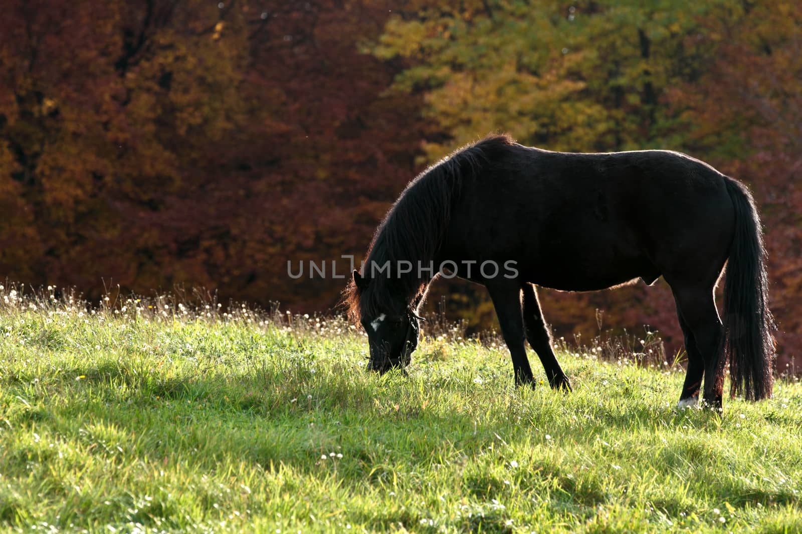 Ravnsholt Skov forest in  Alleroed - Denmark in autumn and a horse