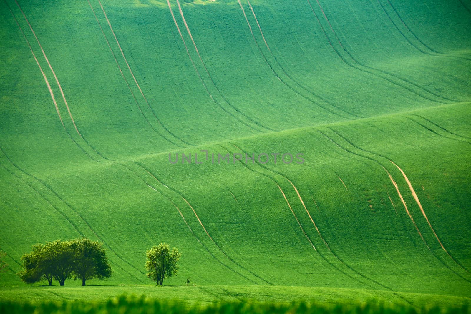 Green spring hills. Arable lands in Czech Moravia by weise_maxim
