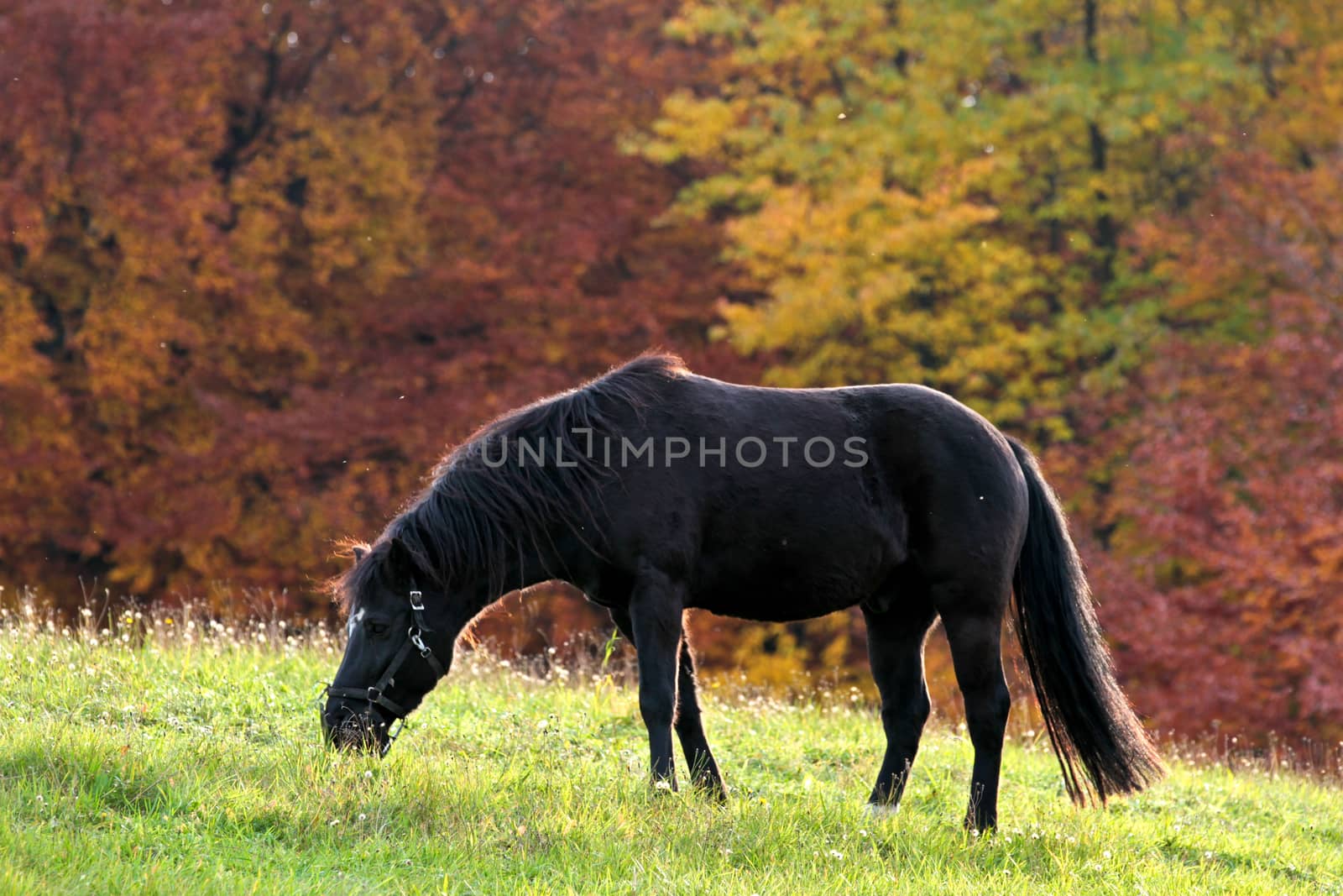 Ravnsholt Skov forest in  Alleroed - Denmark in autumn and a horse