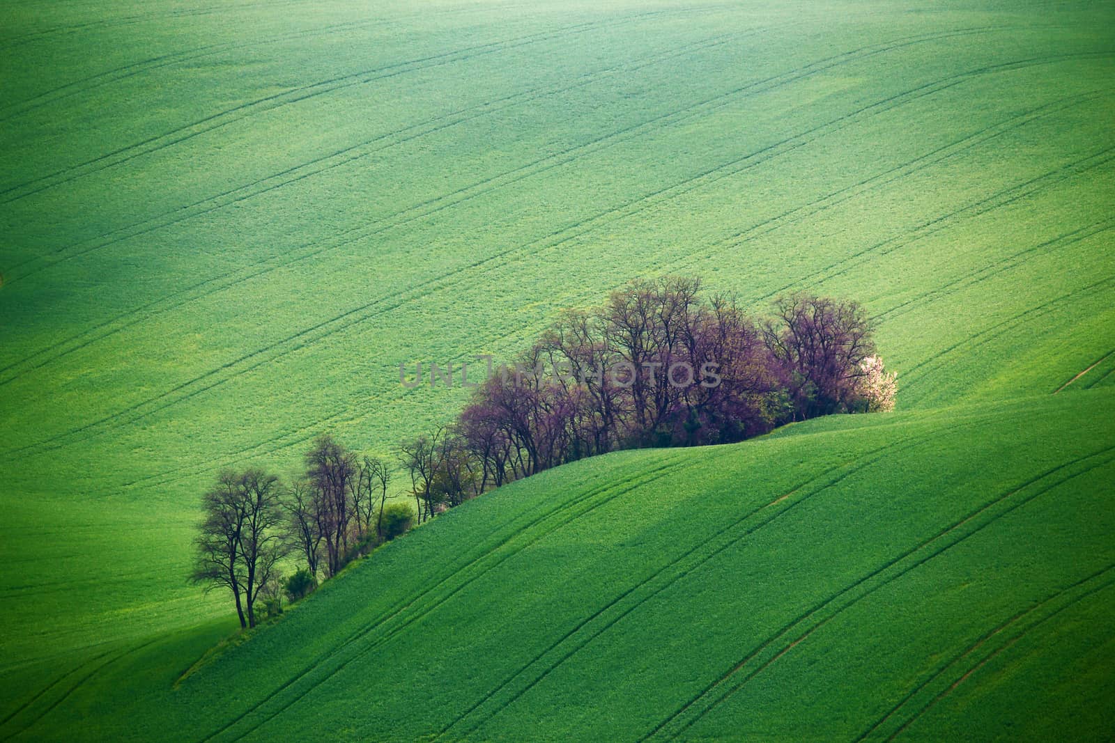 Green spring hills. Arable lands in Czech Moravia by weise_maxim