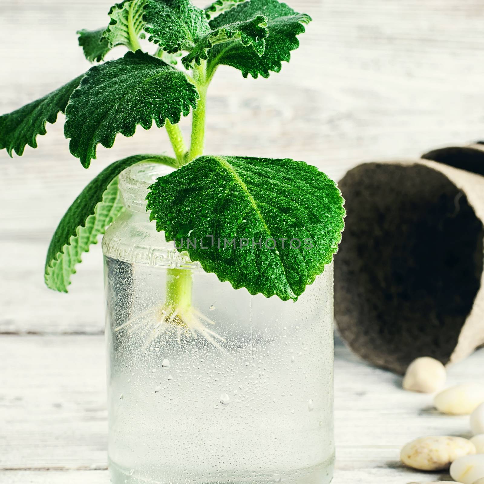 Seedling of plant takes root in glass jar with water