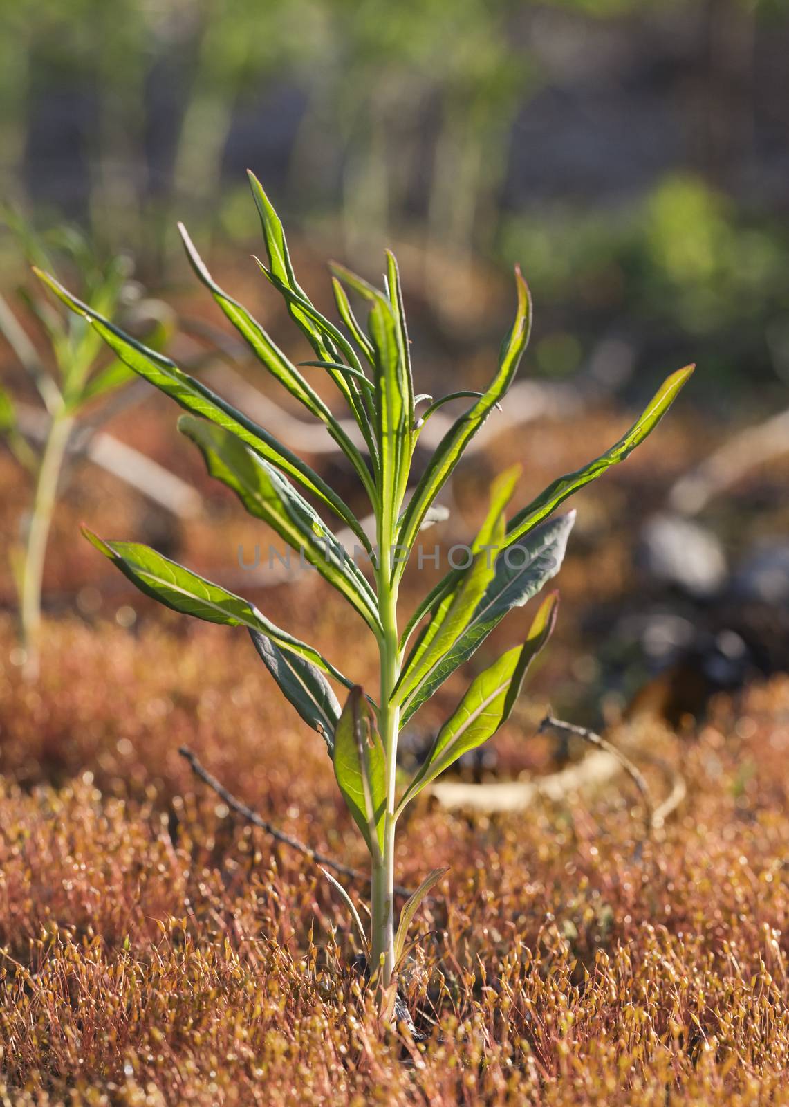 Grass lit by the sun against an autumn meadow background. 