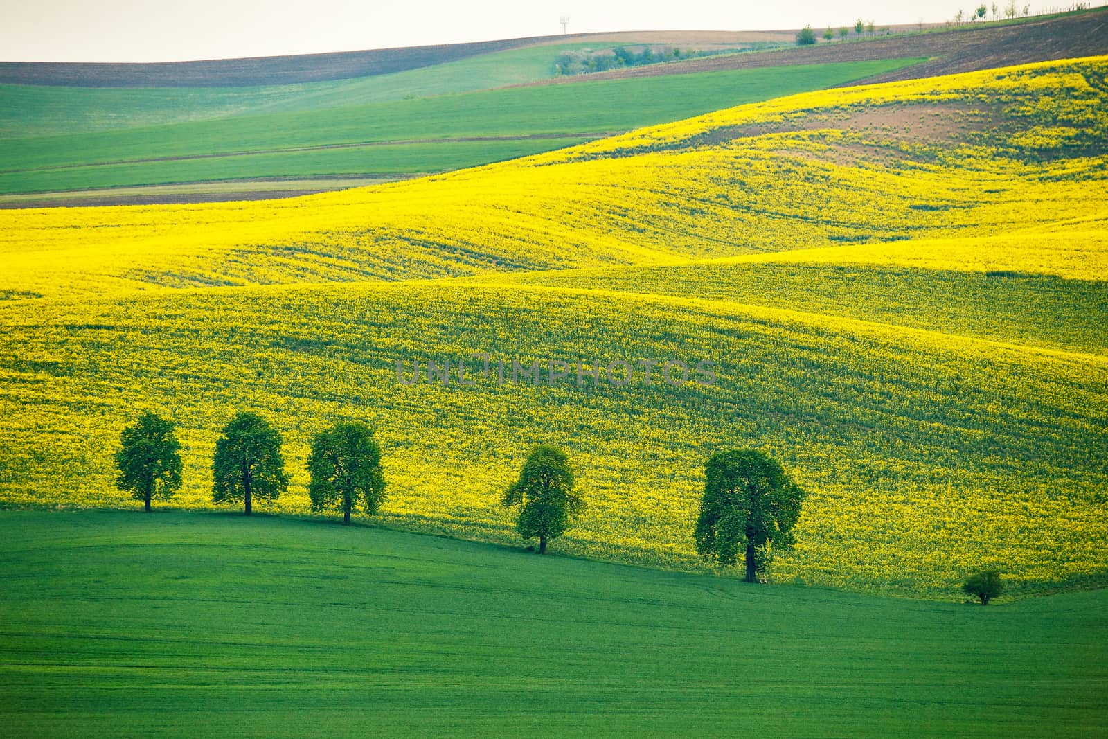 Green and yellow spring hills. Colza fields in Czech Moravia by weise_maxim