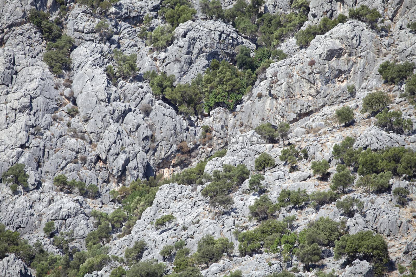 Mountain wall with trees on a sunny day