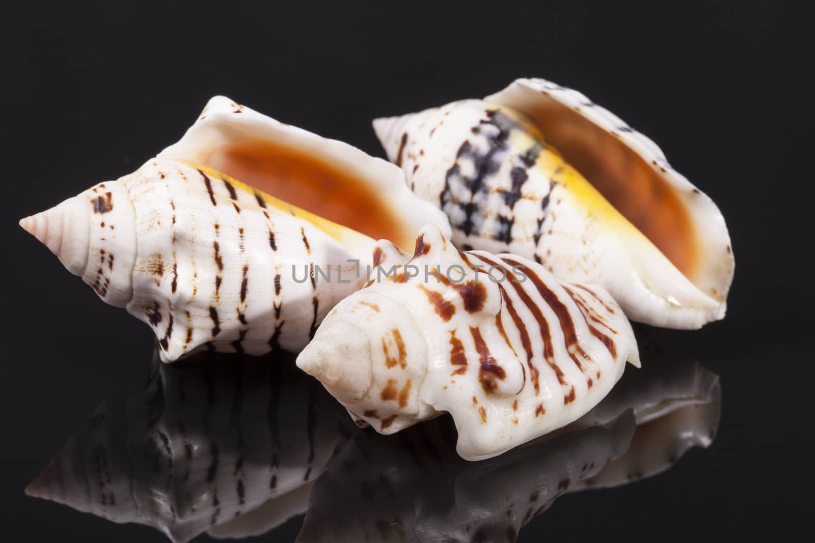 some seashells isolated on black background by mychadre77