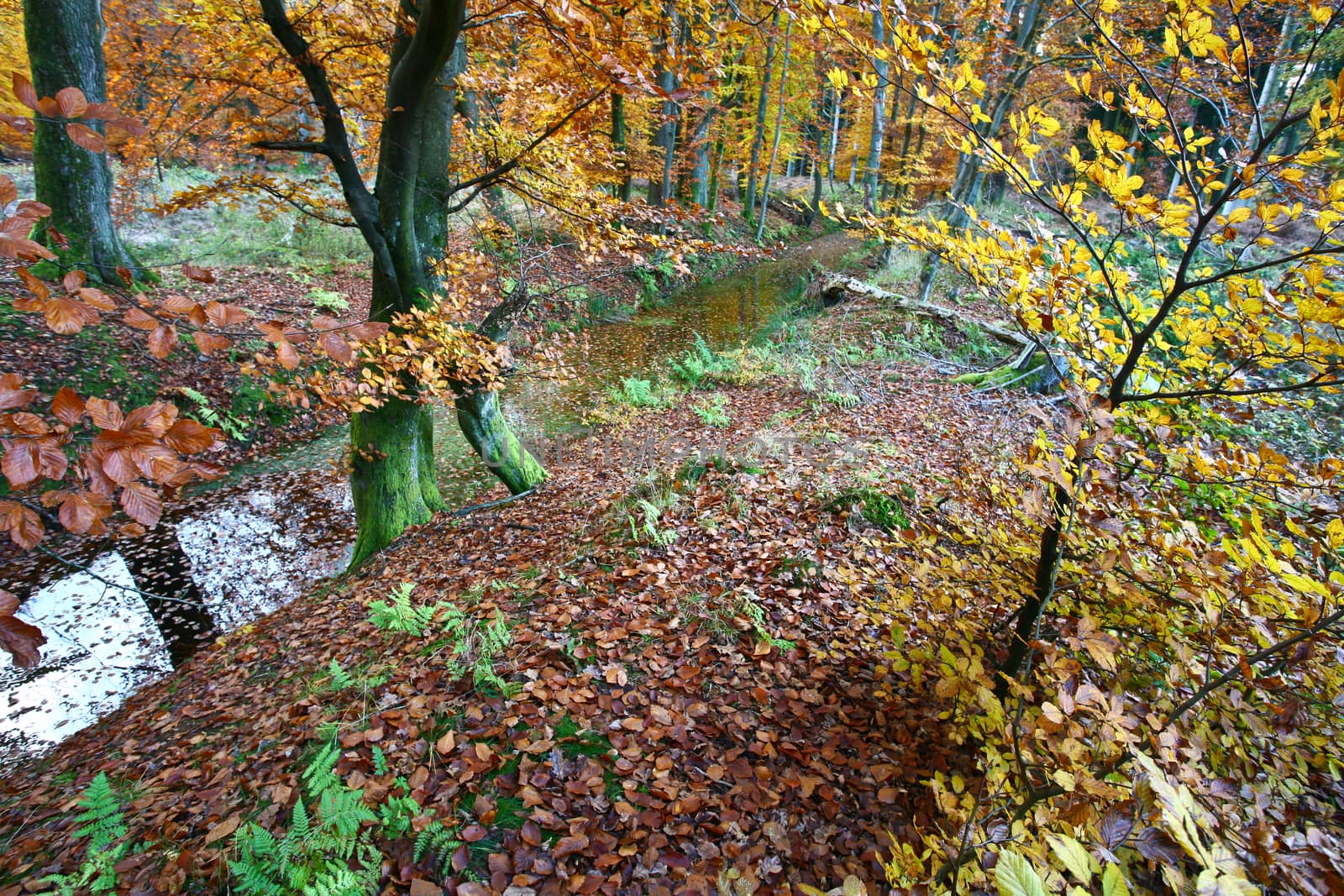 Ravnsholt Skov forest in  Alleroed - Denmark in autumn