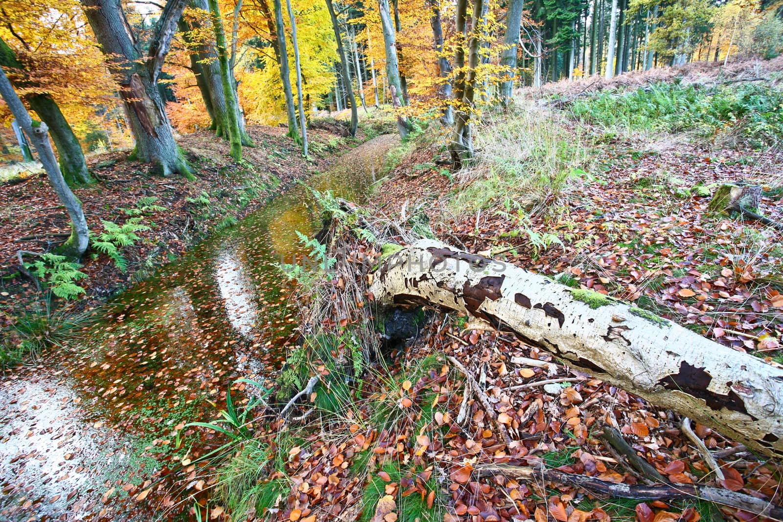 Ravnsholt Skov forest in  Alleroed - Denmark in autumn