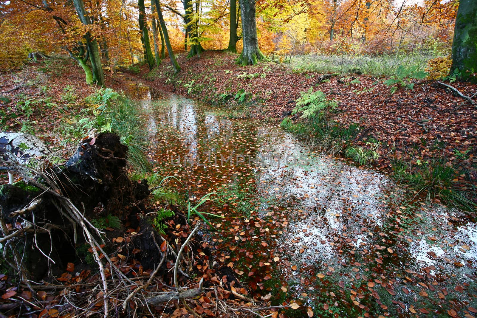 Ravnsholt Skov forest in  Alleroed - Denmark in autumn