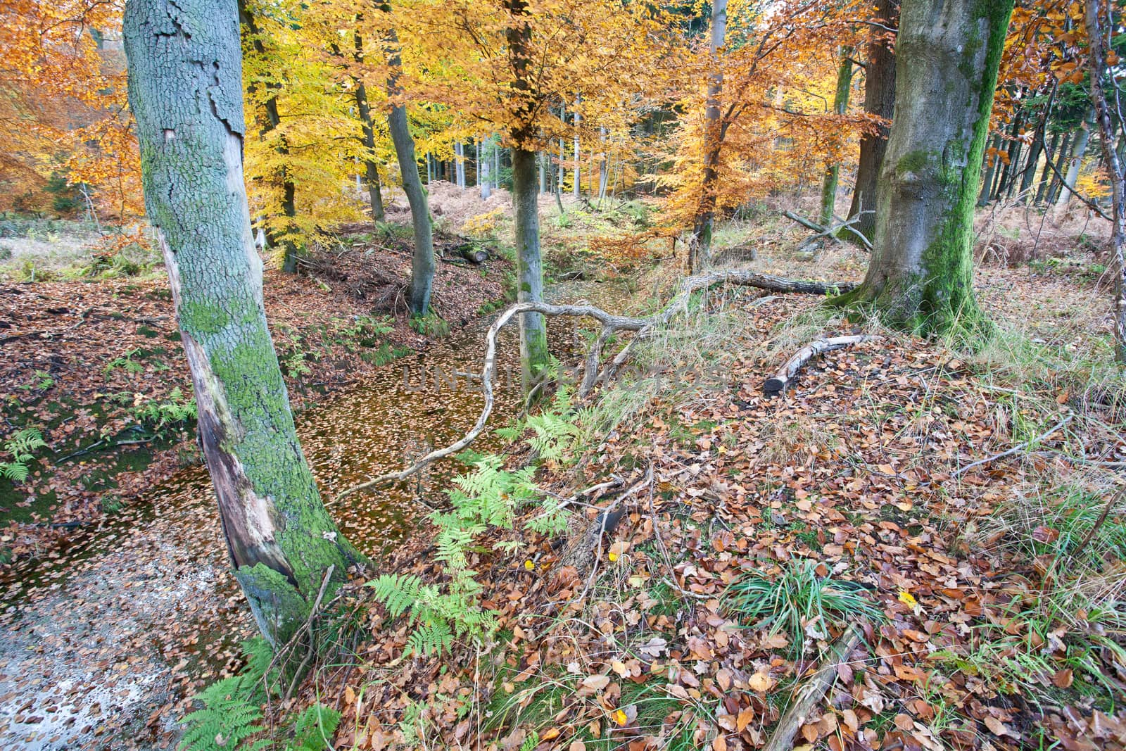 Ravnsholt Skov forest in  Alleroed - Denmark in autumn