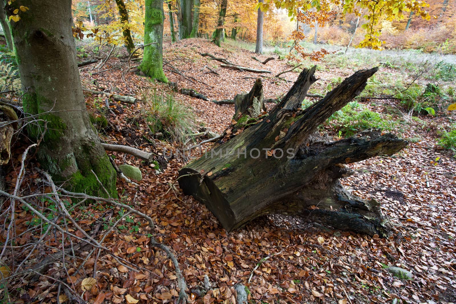 Ravnsholt Skov forest in  Alleroed - Denmark in autumn