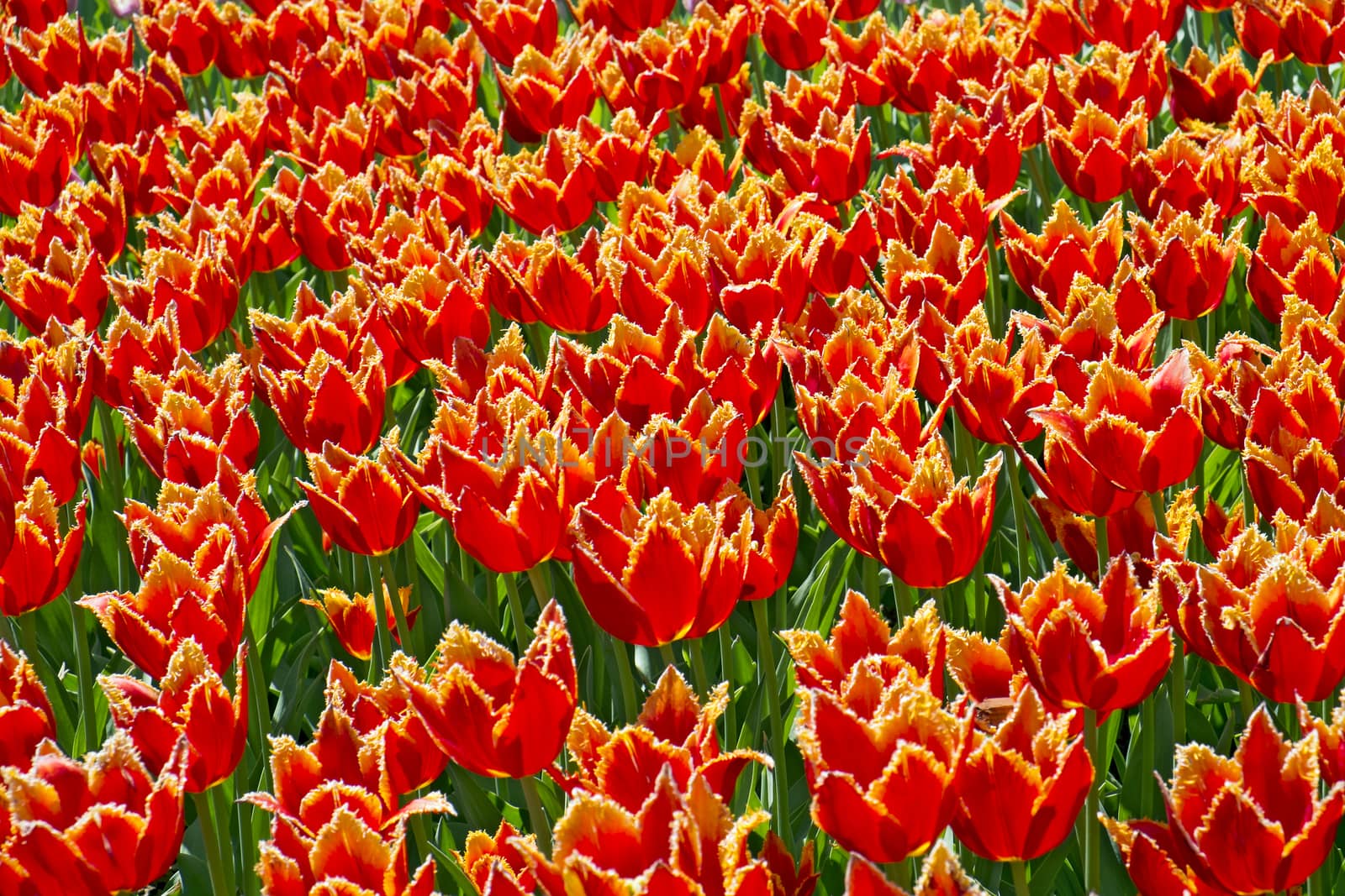 Red and yellow tulips with fringed bush petals for background.