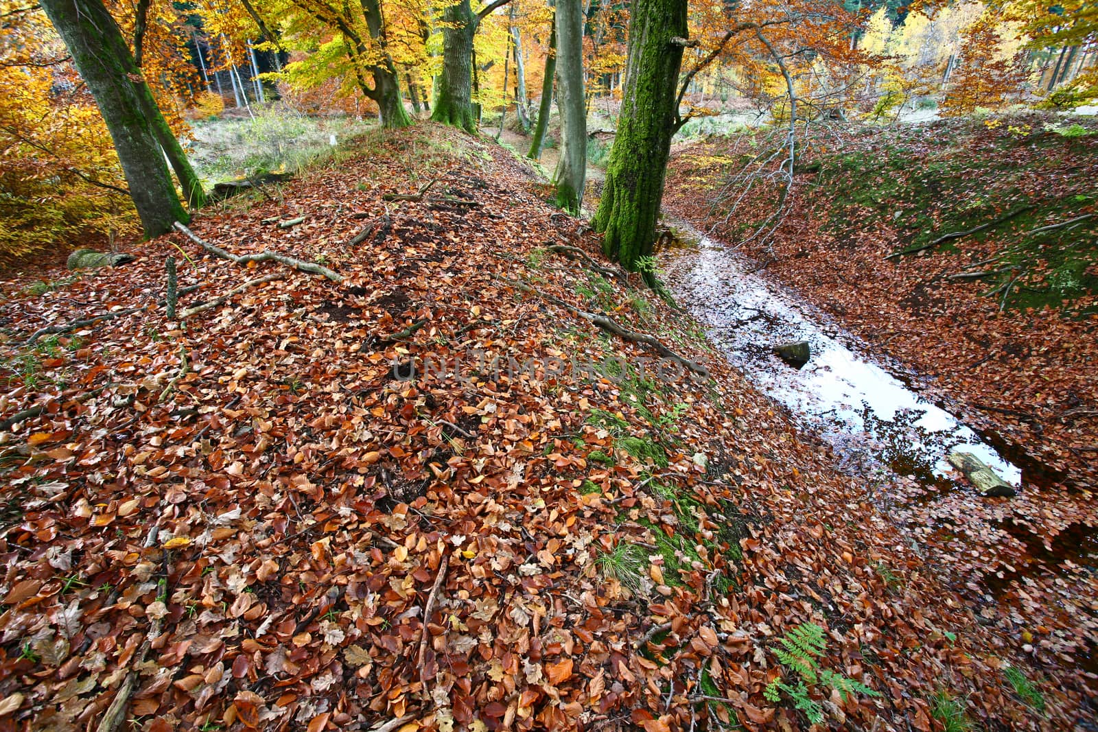 Ravnsholt Skov forest in  Alleroed - Denmark in autumn