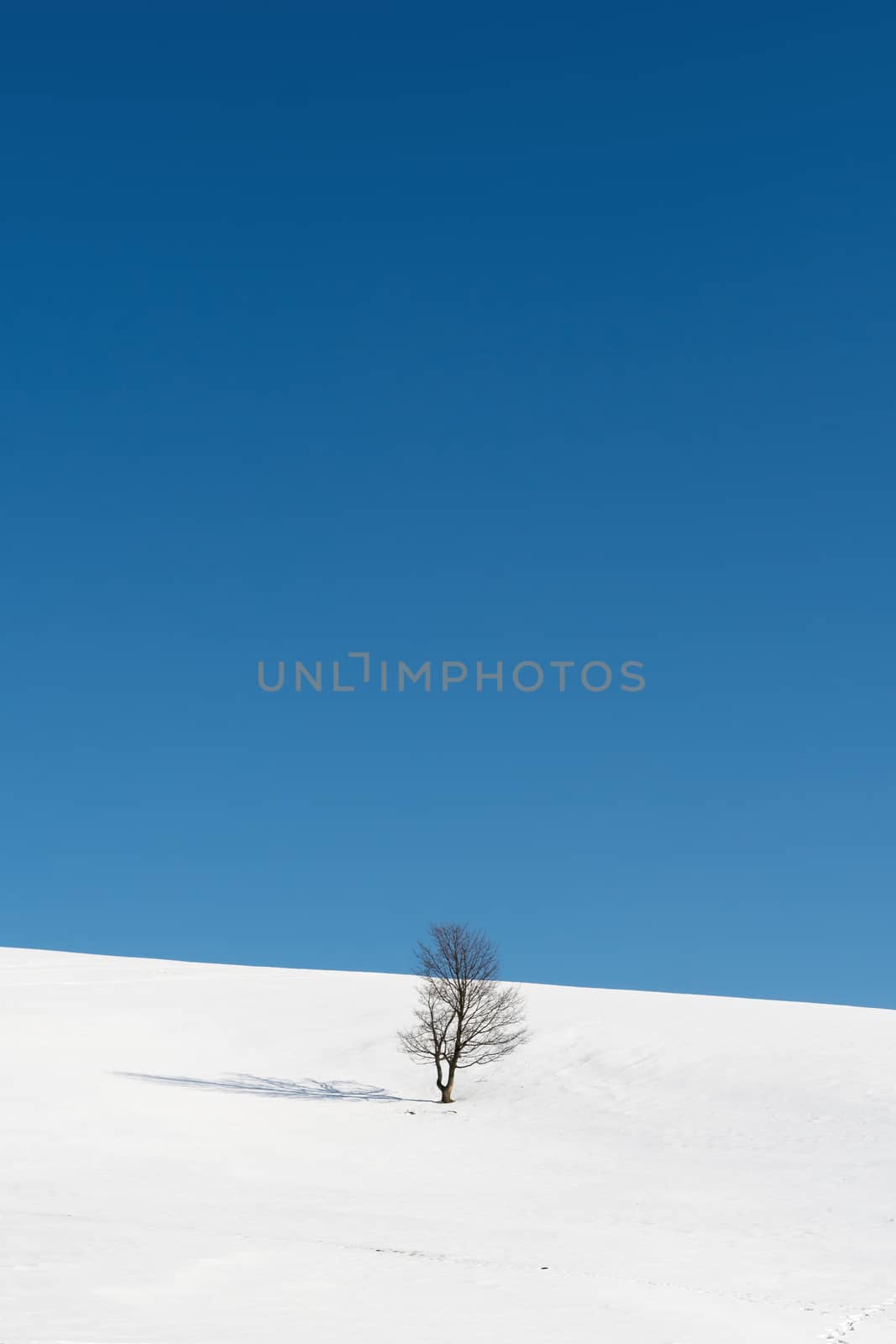 Tree standing amid the snowy plains