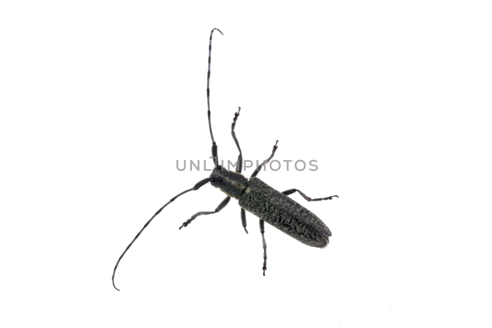 Black beetle from family Cerambycidae.