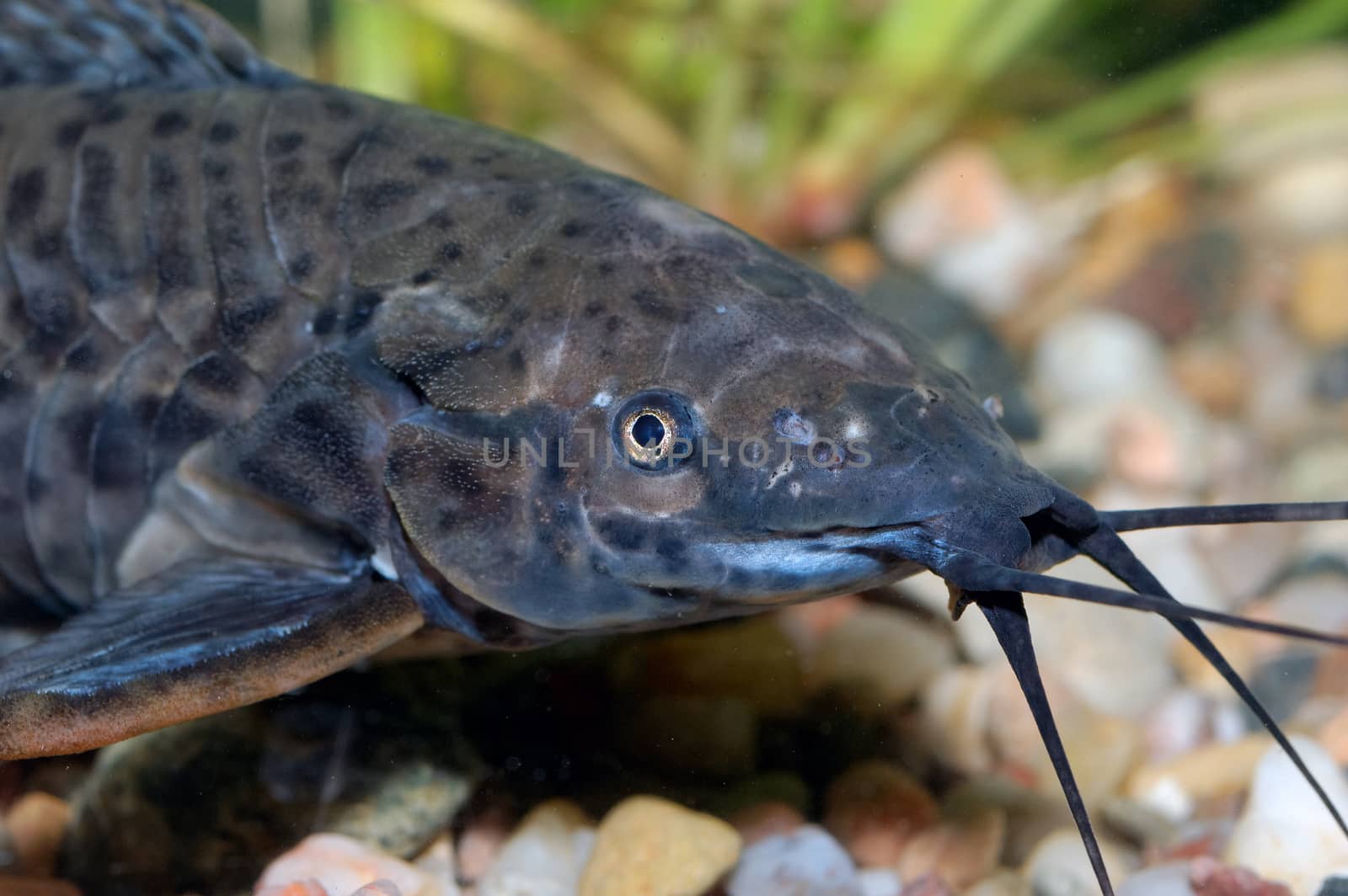 Detail of catfish head from genus Hoplosternum on the bottom.