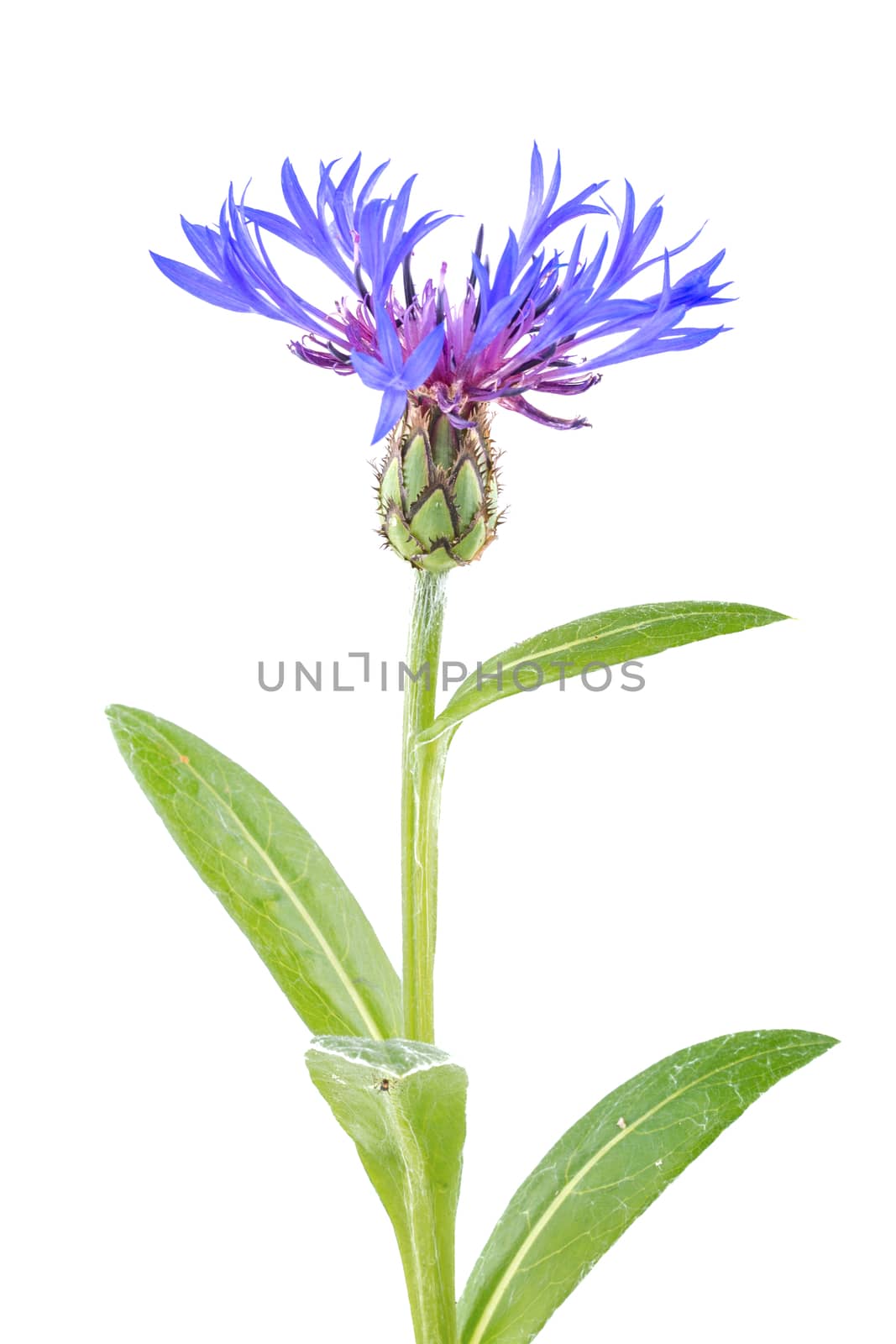 Cornflower isolated on a white background