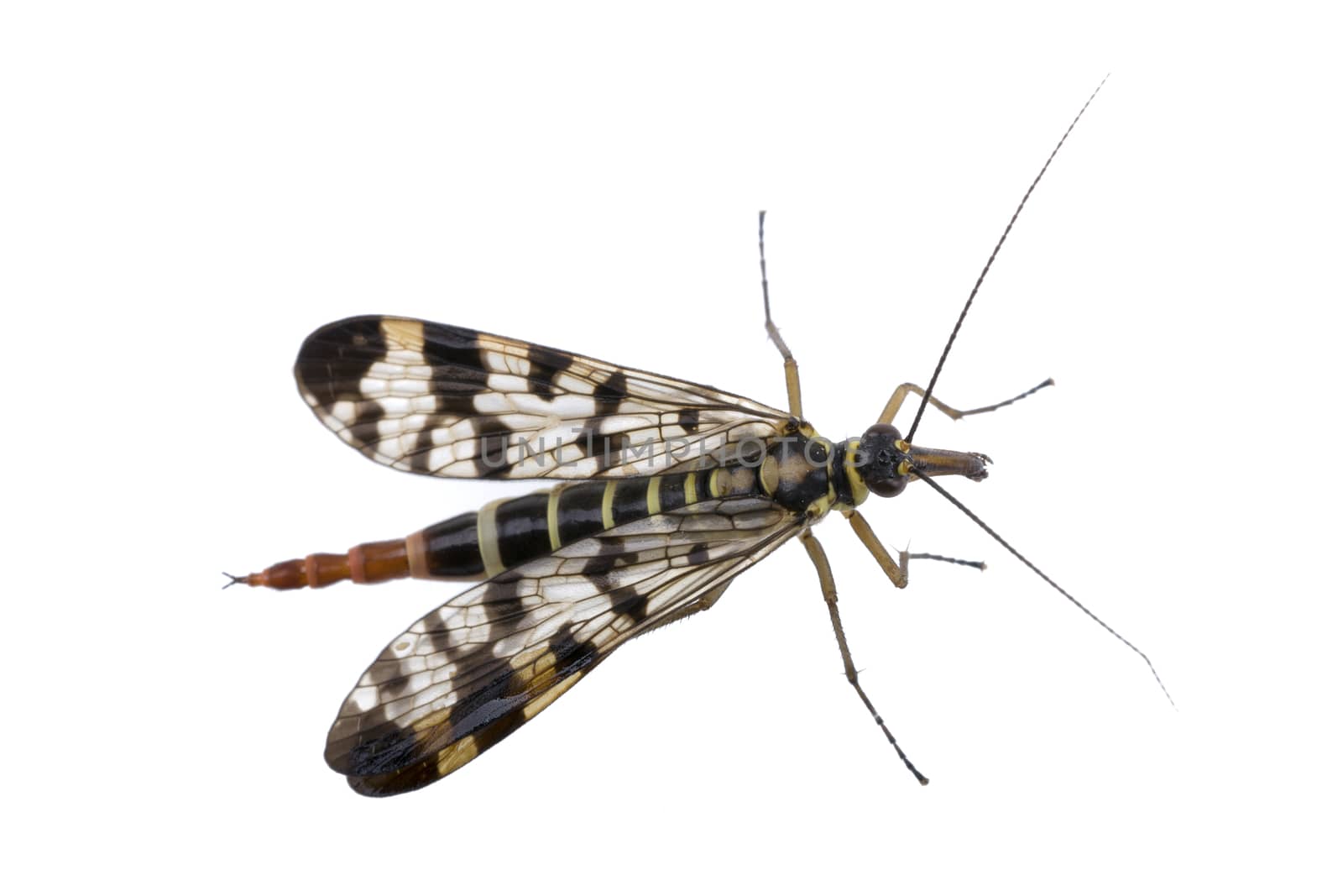Scorpion fly from family Panorpidae on  white background