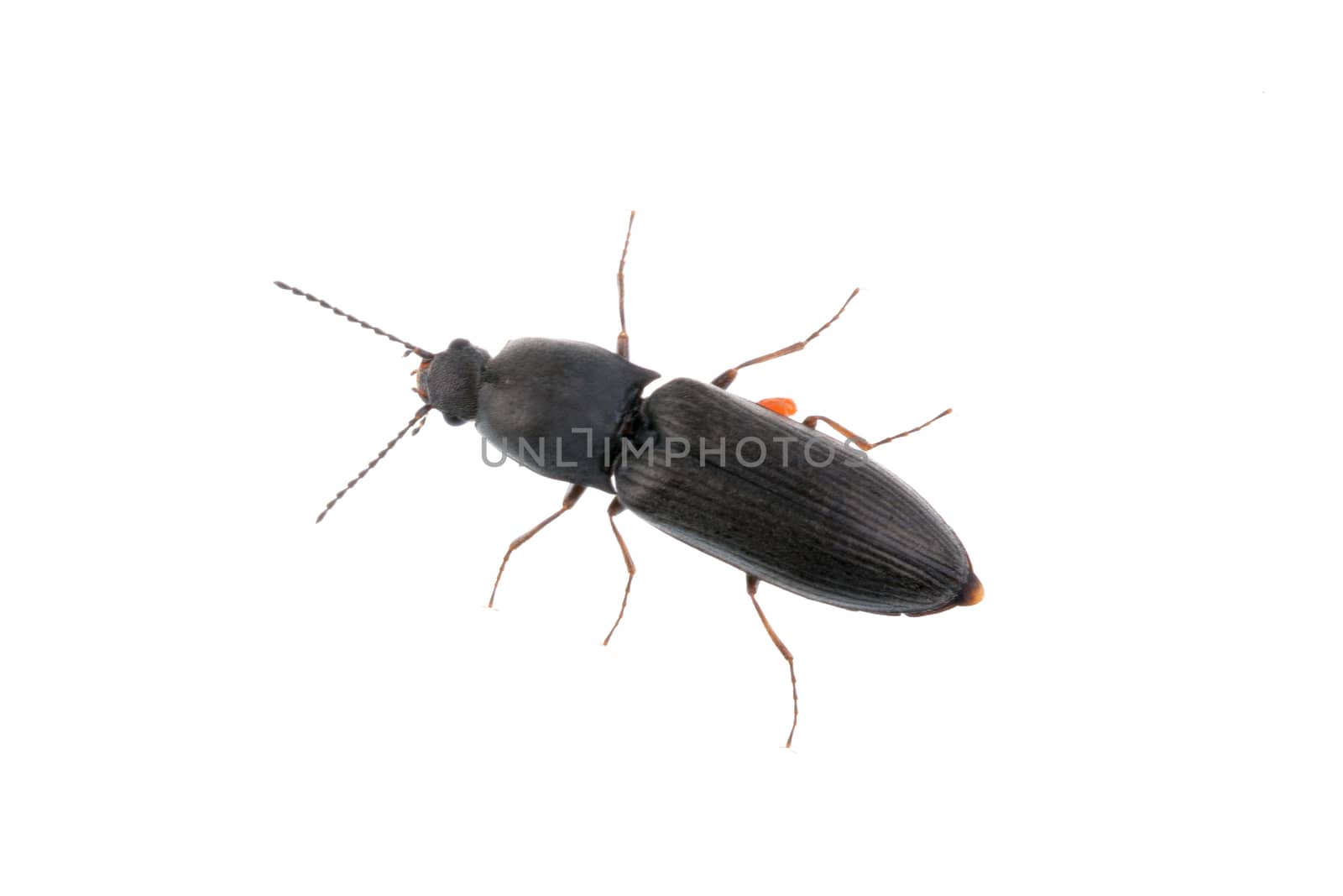Black bug isolated on a white background
