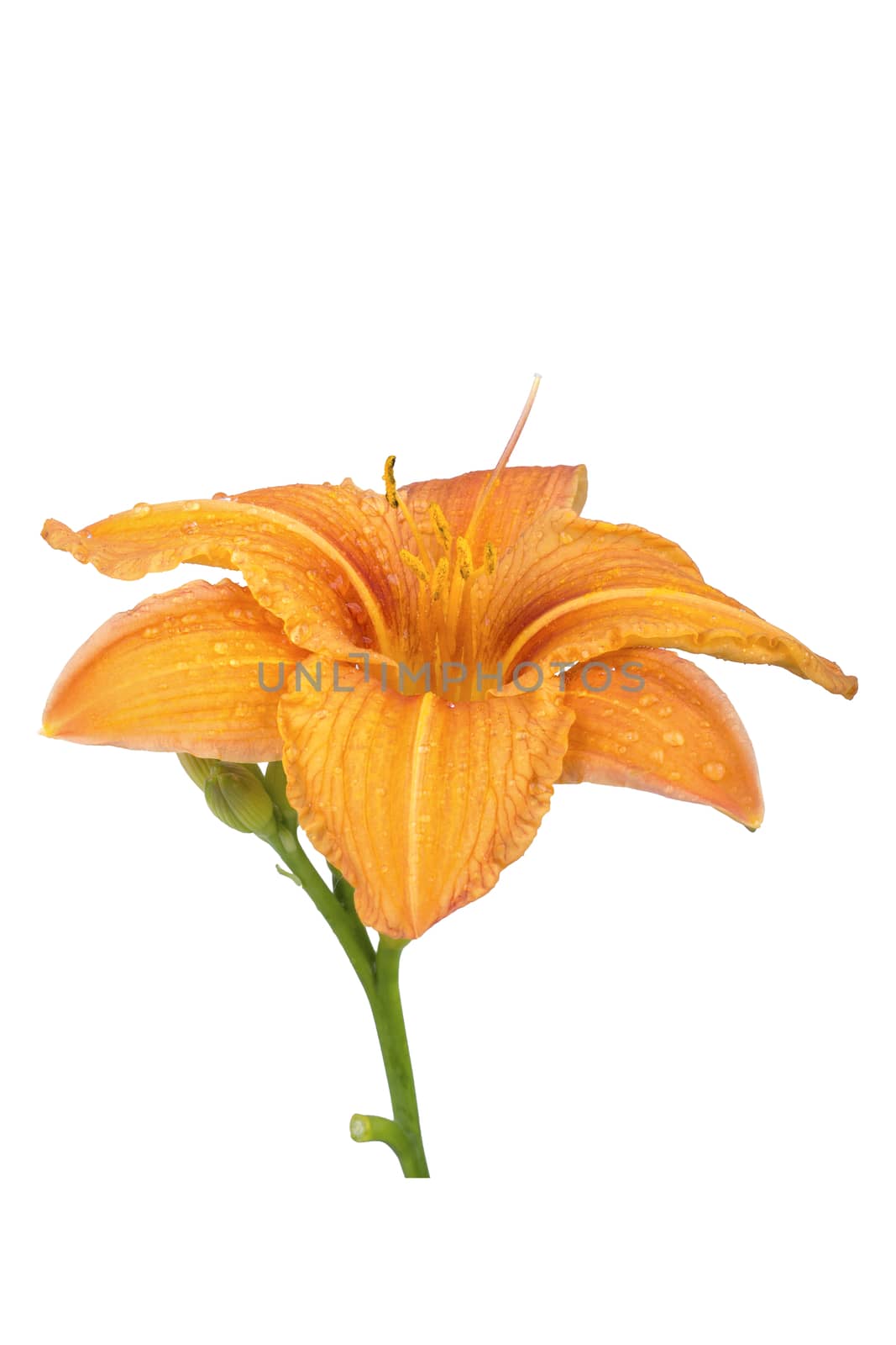 Orange lily flower isolated on white background