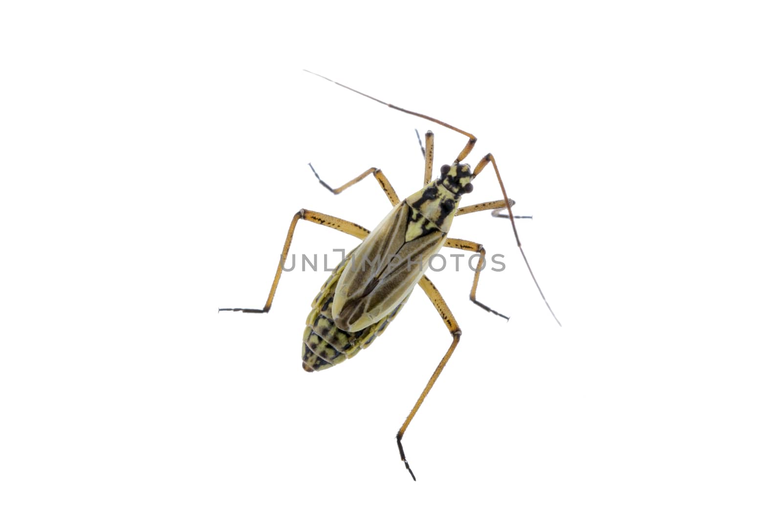 Meadow plant bug isolated on a white background