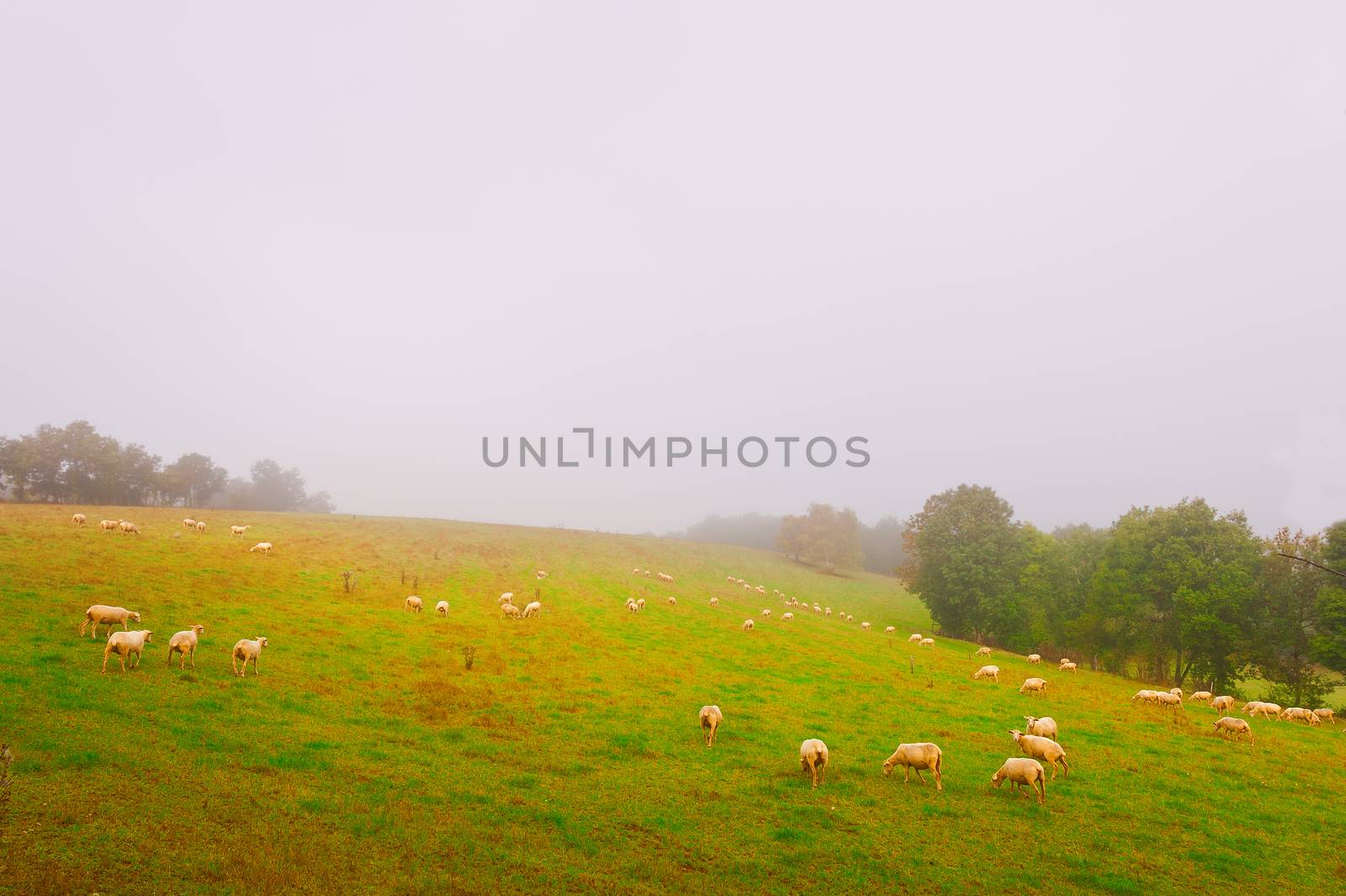 Sheep Grazing on Alpine Meadows in France, Morning Mist, Vintage Style Toned Picture